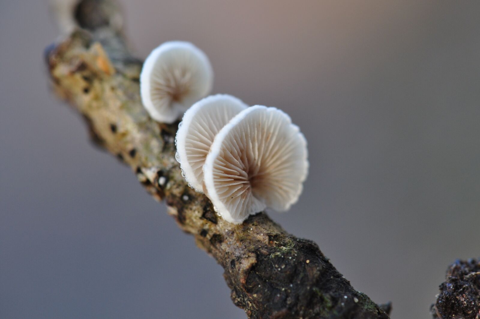Nikon D5000 sample photo. Autumn, mushroom, forest photography