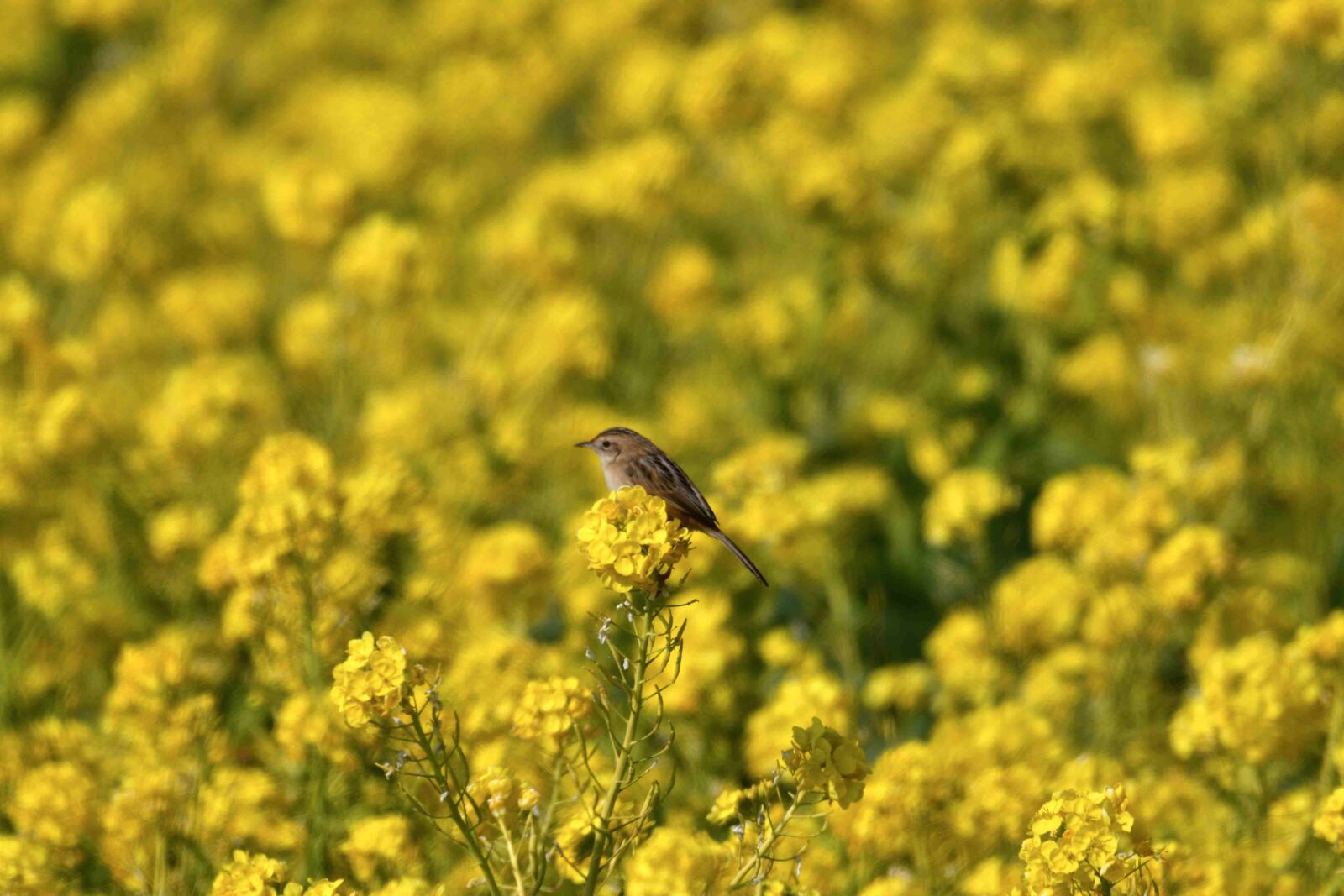 Nikon D500 sample photo. Flowers, field, natural photography