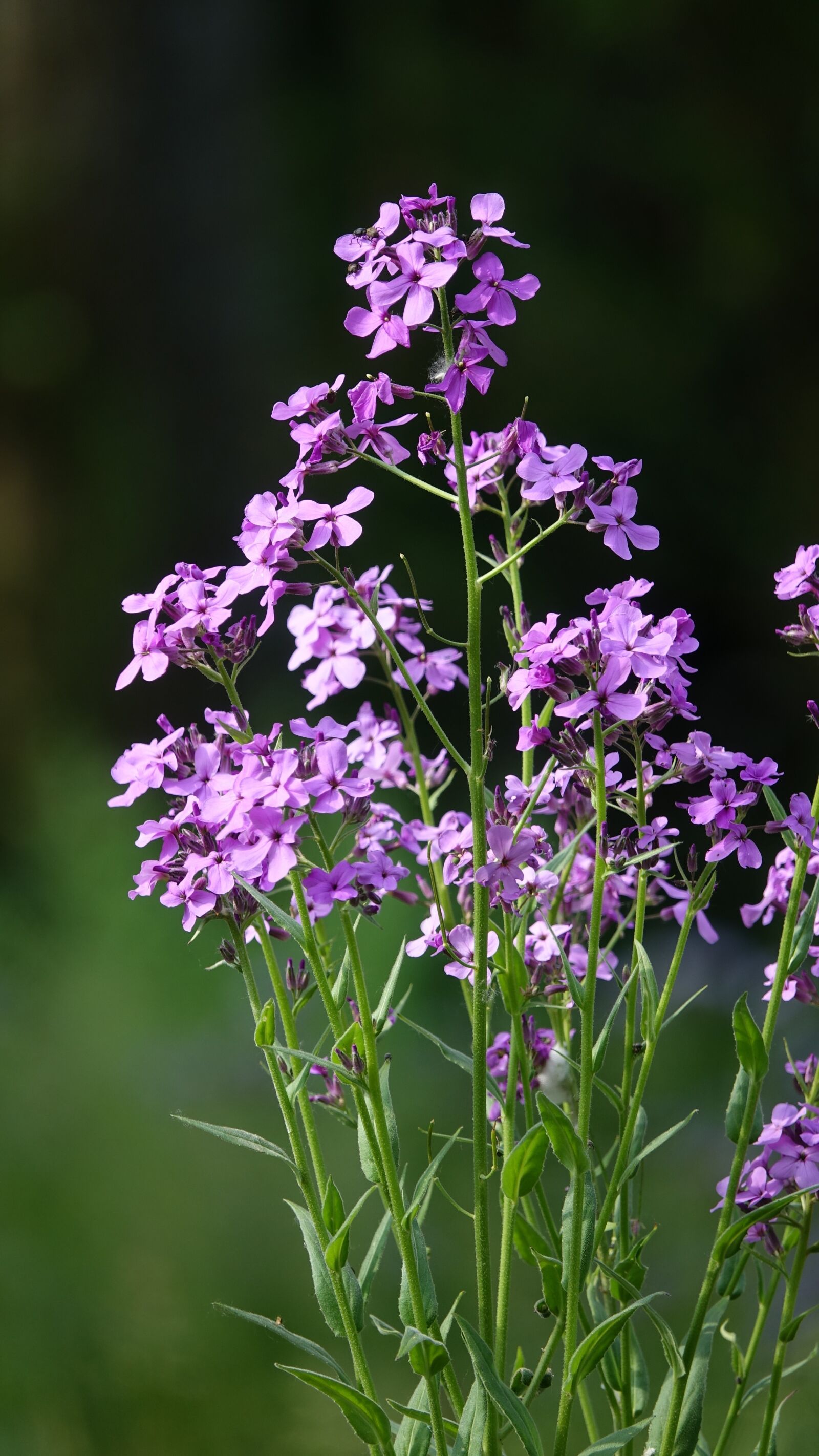 Sony Cyber-shot DSC-RX10 III sample photo. Wild flowers, field, country photography