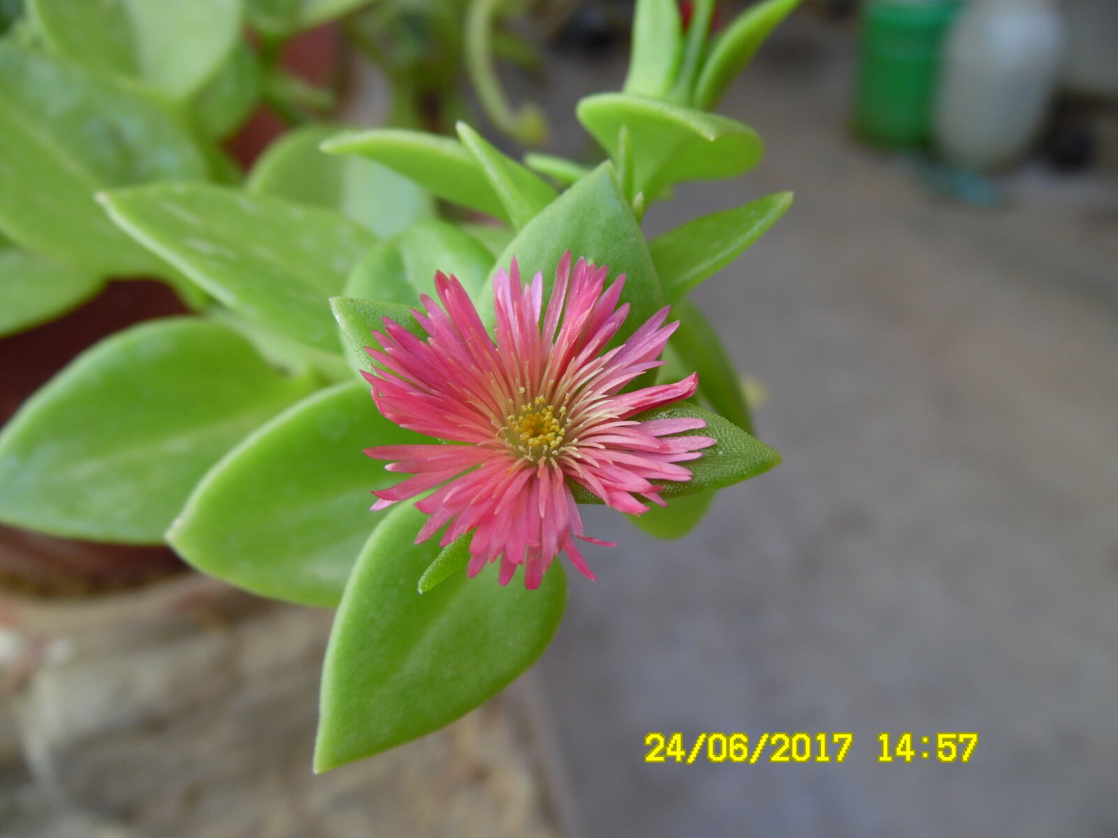 Samsung WB1100F/WB1101F/WB1102F sample photo