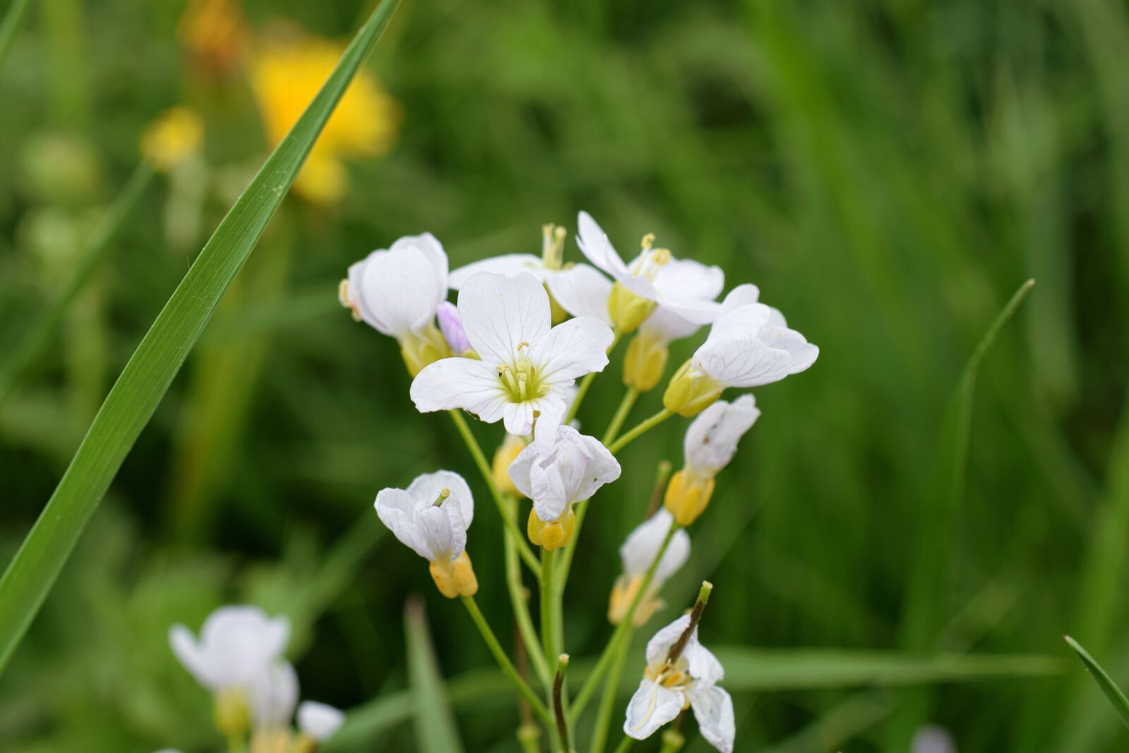 Nikon D5300 sample photo. Smock, wild plant, wild photography