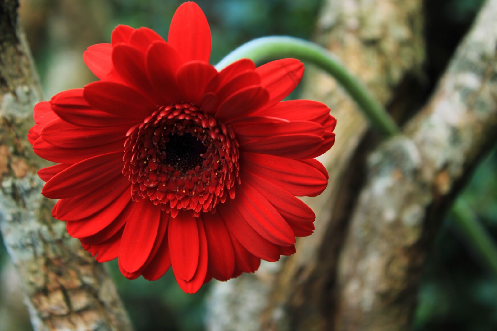 Canon EOS 2000D (EOS Rebel T7 / EOS Kiss X90 / EOS 1500D) sample photo. Gerbera, daisy, flower photography