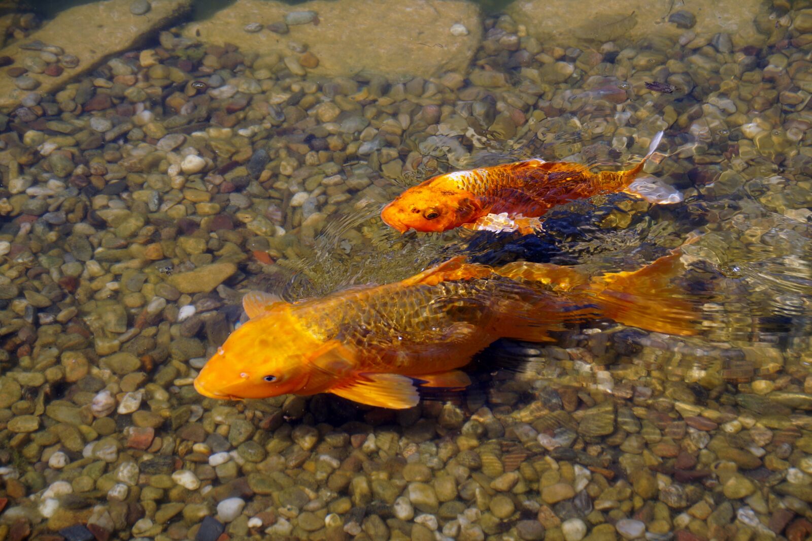 Sony SLT-A58 sample photo. Fish, gold, fishy photography