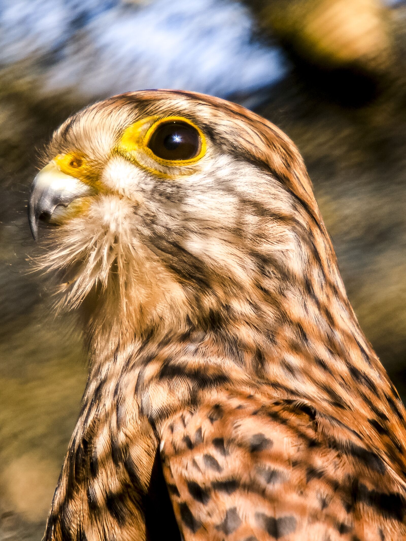 Olympus E-3 sample photo. Kestrel, falcon, nature photography
