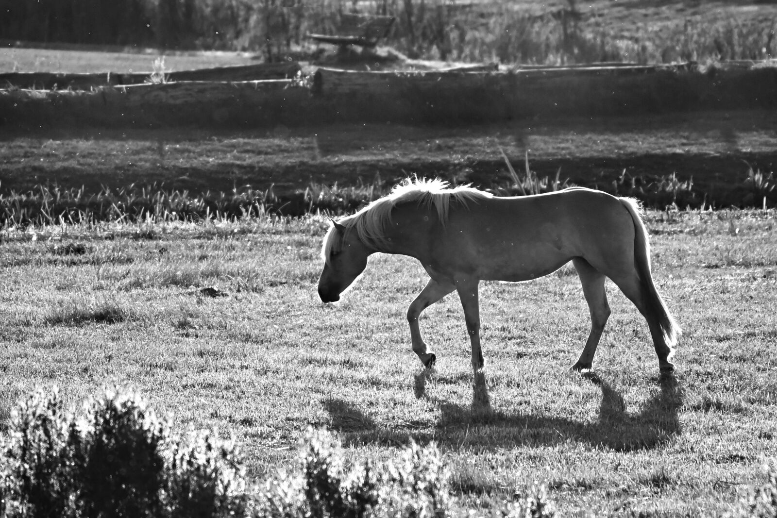 Nikon D750 sample photo. Horse, animal, mammal photography