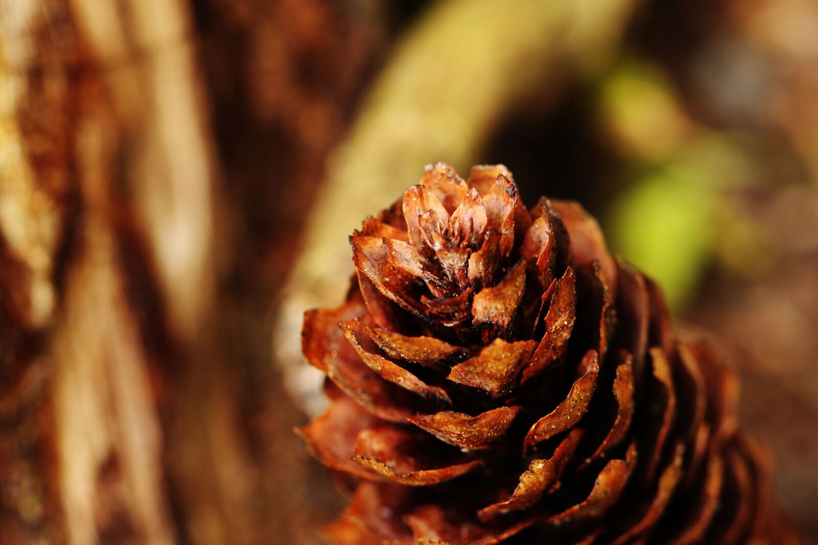 Canon EOS 7D Mark II sample photo. Pinecone, macro, nature photography