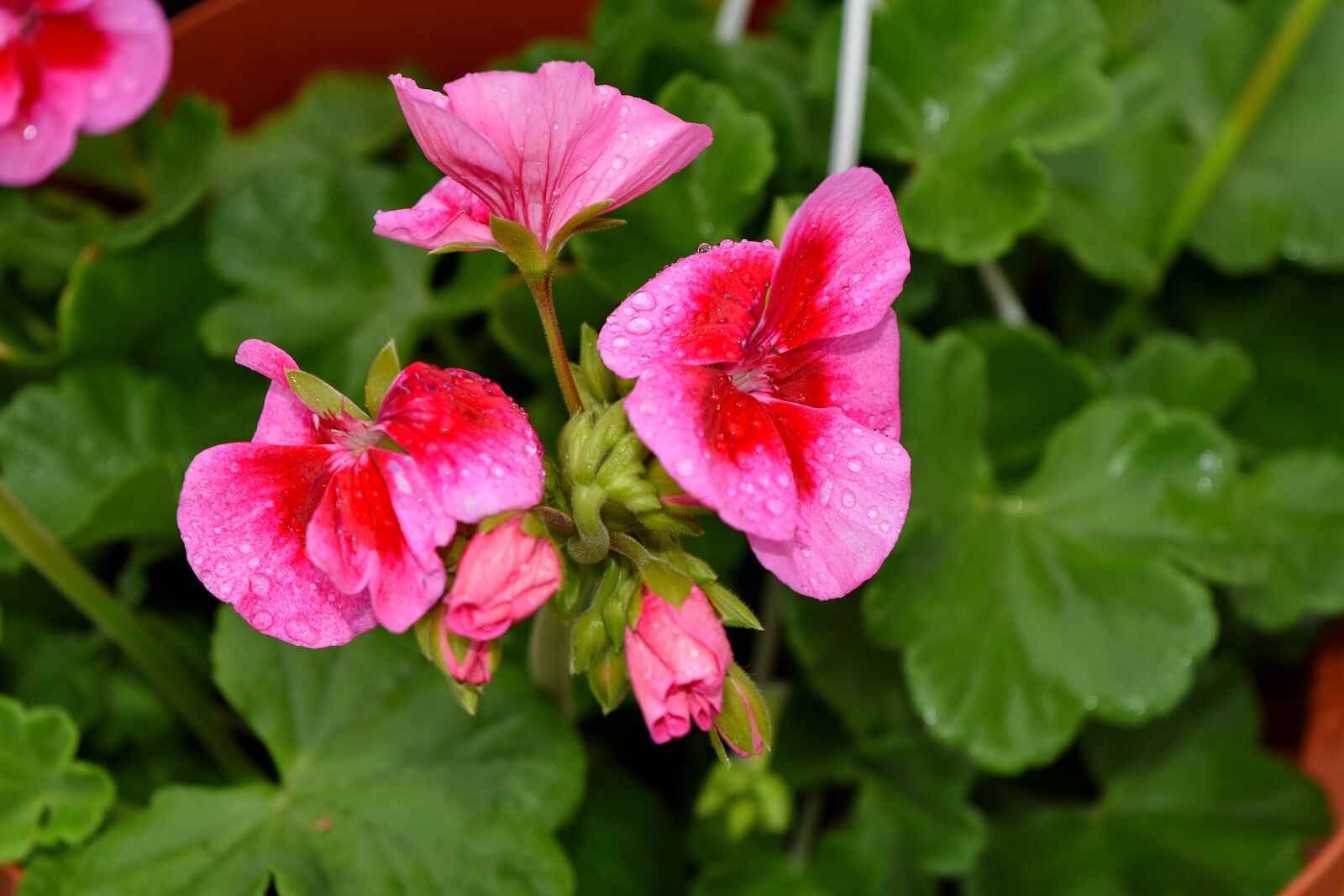 Nikon D5500 sample photo. Geranium, flower, flora, nature photography