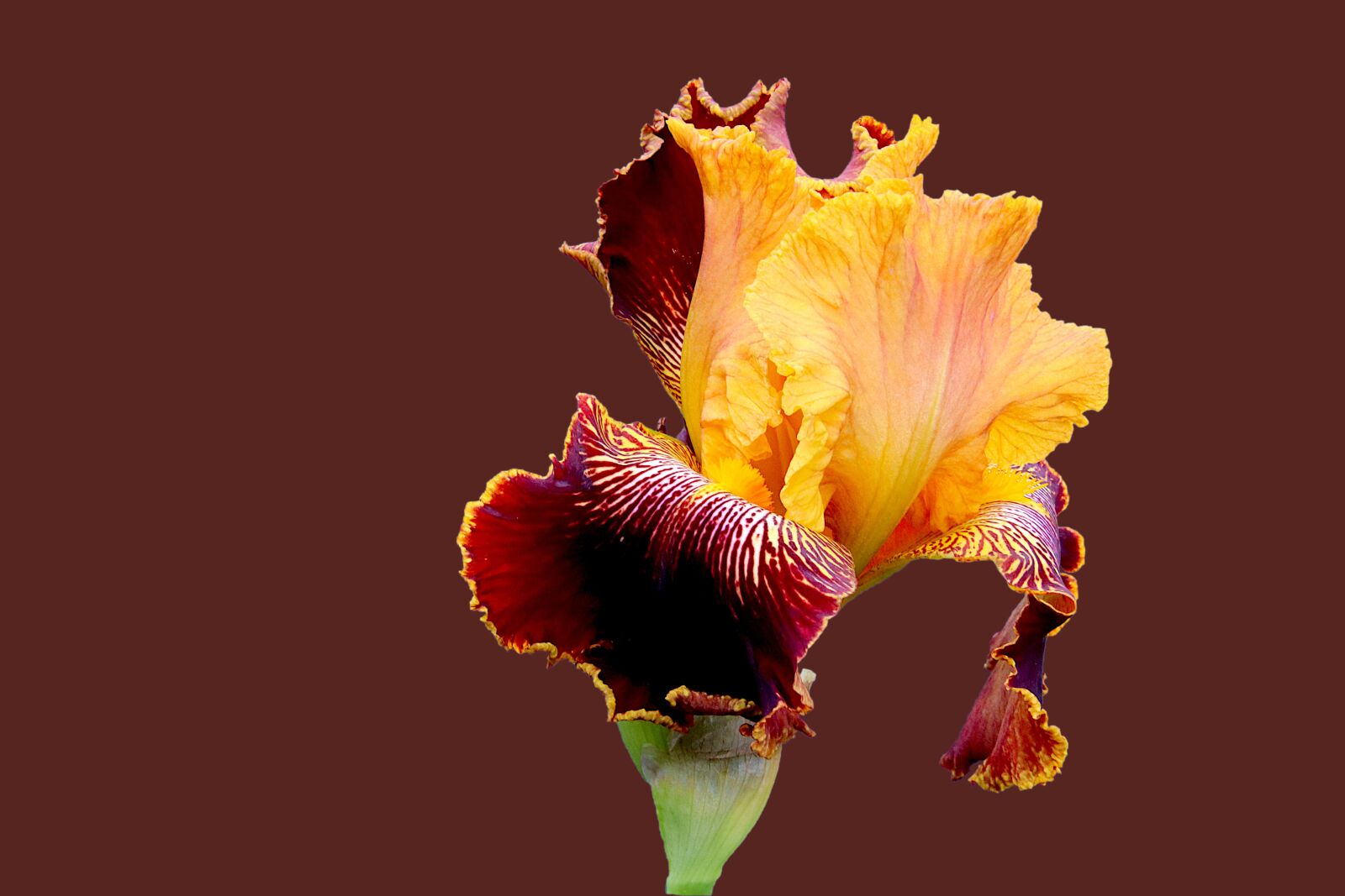 Canon EOS 800D (EOS Rebel T7i / EOS Kiss X9i) sample photo. Iris, yellow and purple photography
