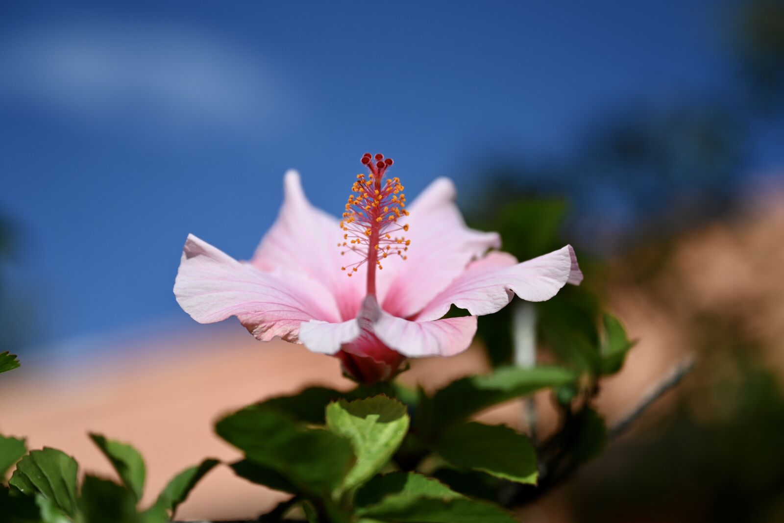 Nikon Nikkor Z 24-70mm F2.8 S sample photo. Hibiscus, marshmallow, blossom photography