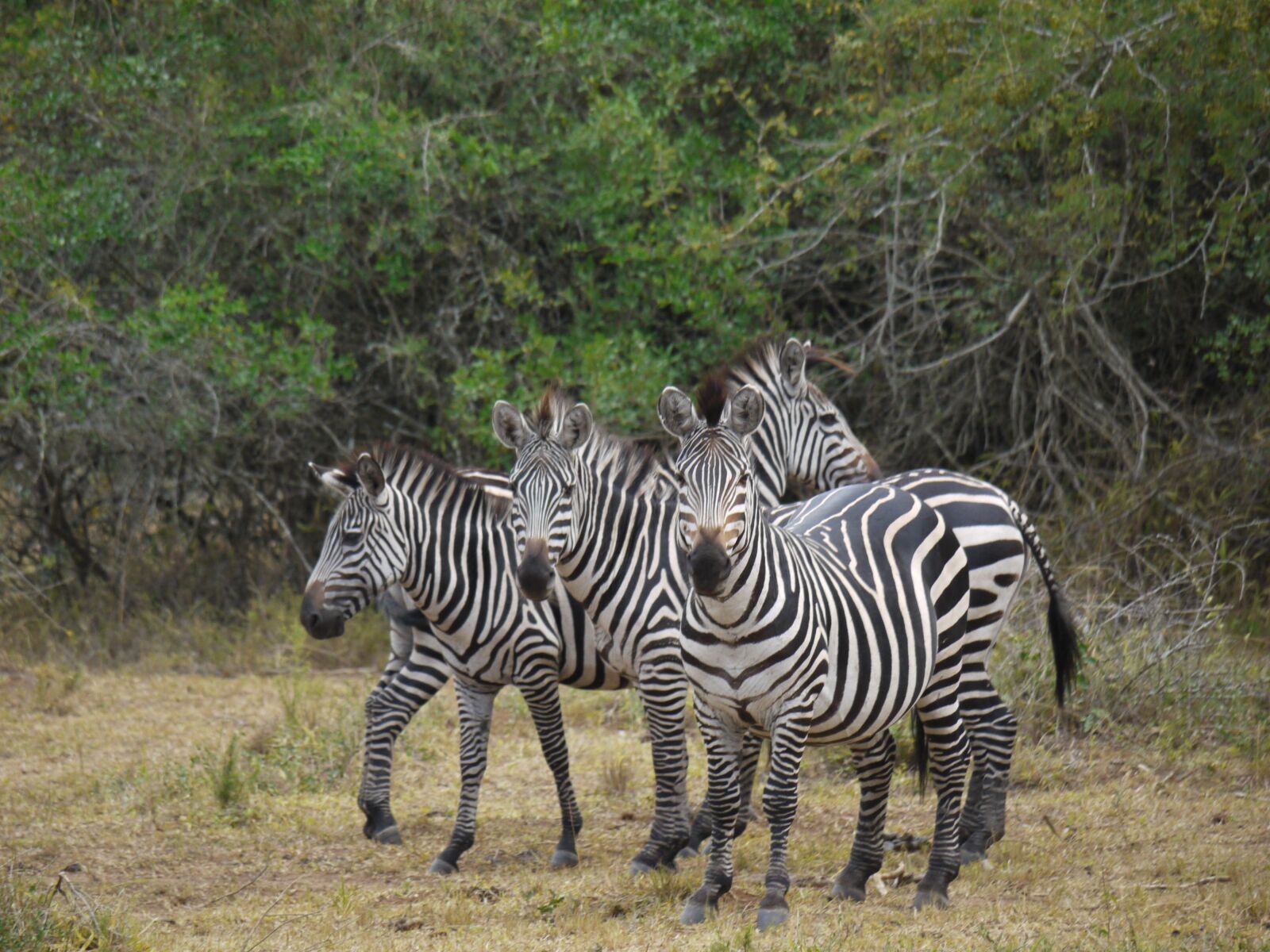 Panasonic Lumix DMC-G1 sample photo. Zebra, uganda, africa photography