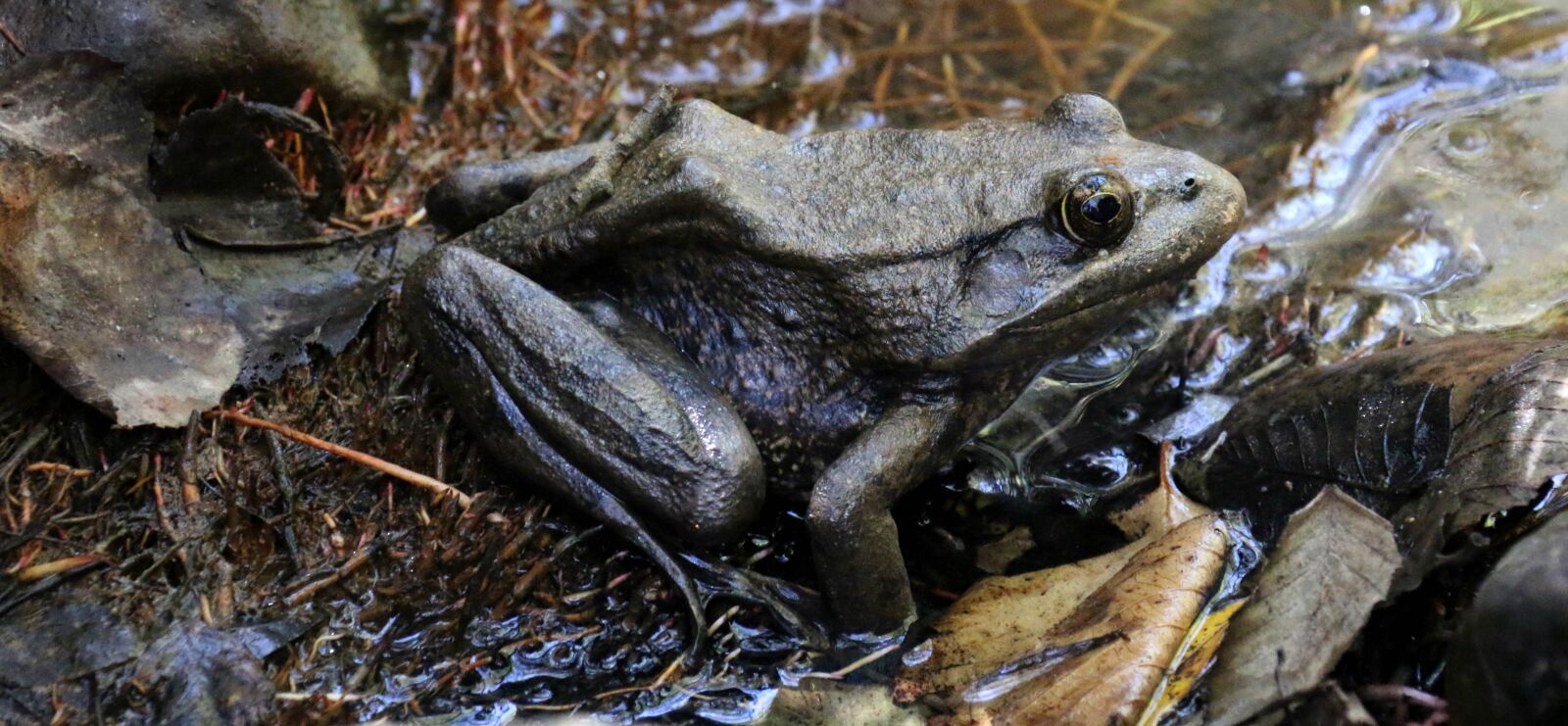 Canon EOS 70D sample photo. California, red, legged, frog photography