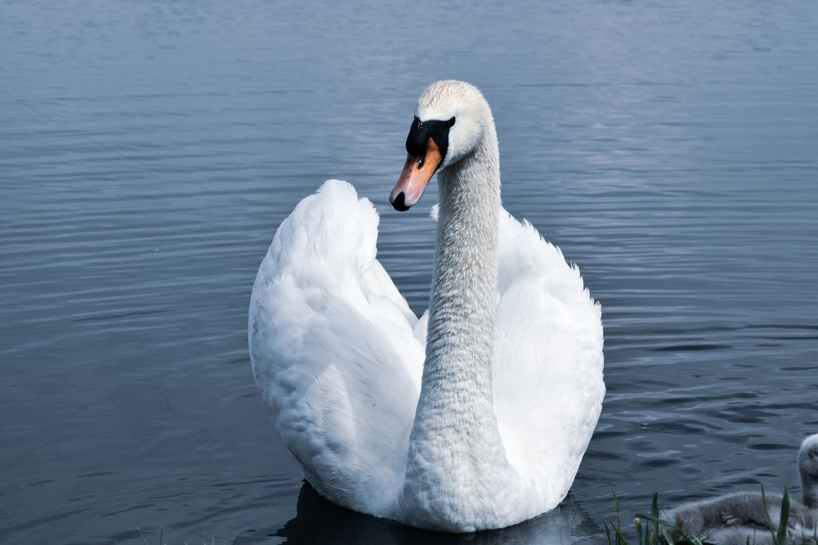 Nikon D5500 sample photo. Swan, lake, water photography