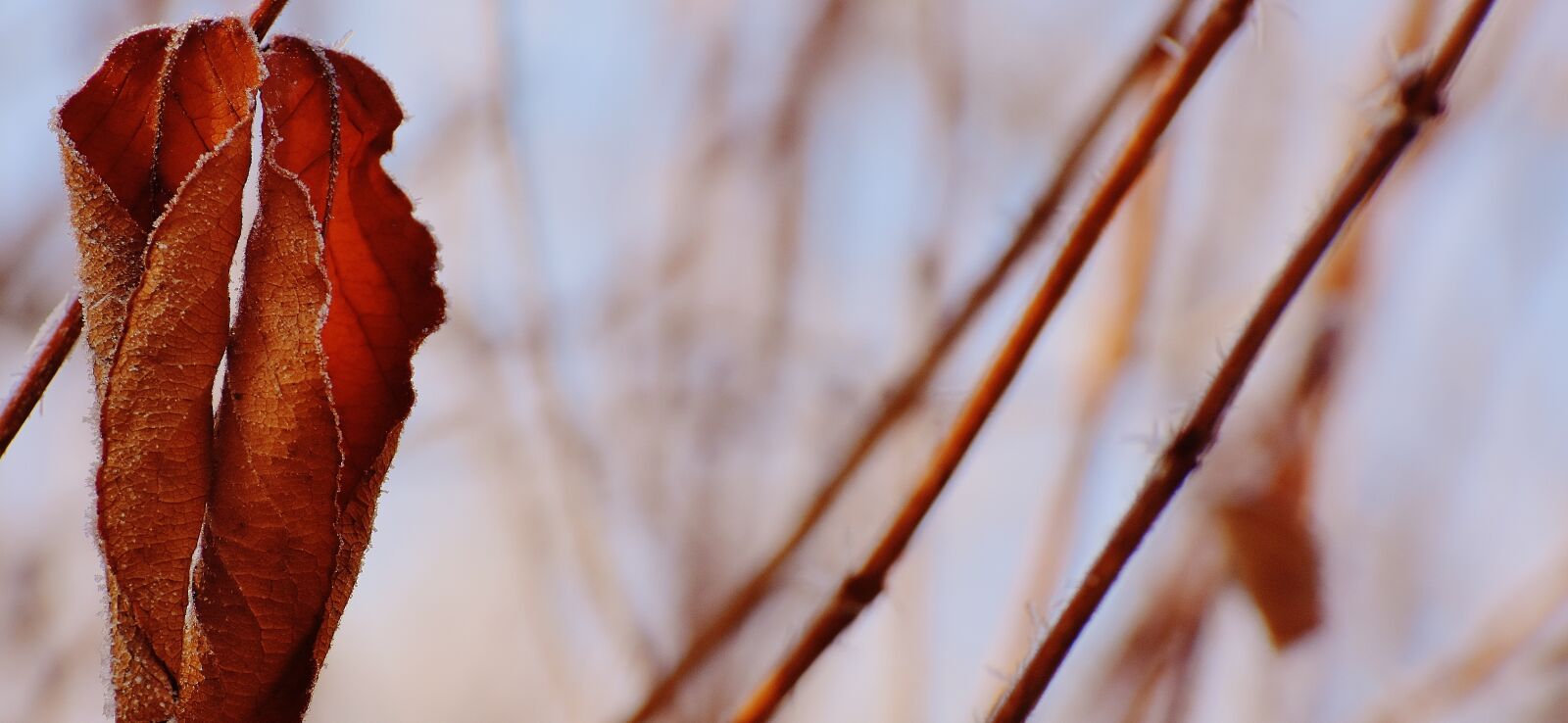 Nikon D7200 sample photo. Leaves, winter, frost photography