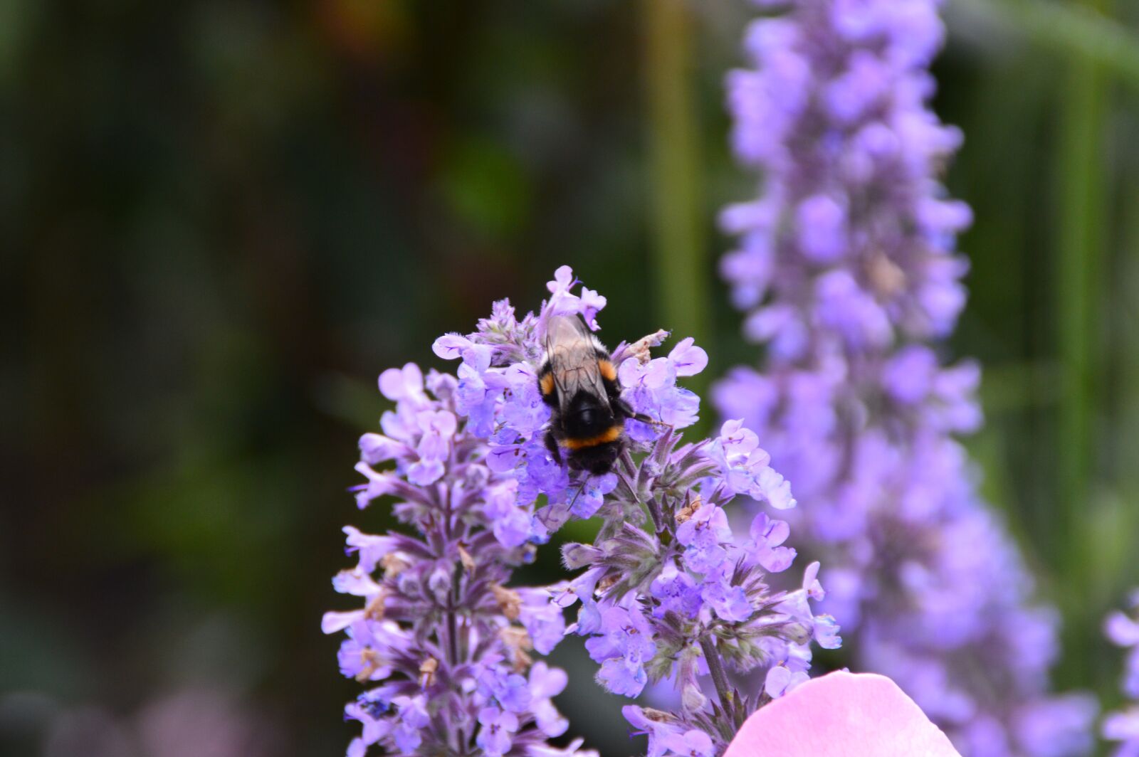 Nikon D3200 sample photo. Flower, bee, insect photography