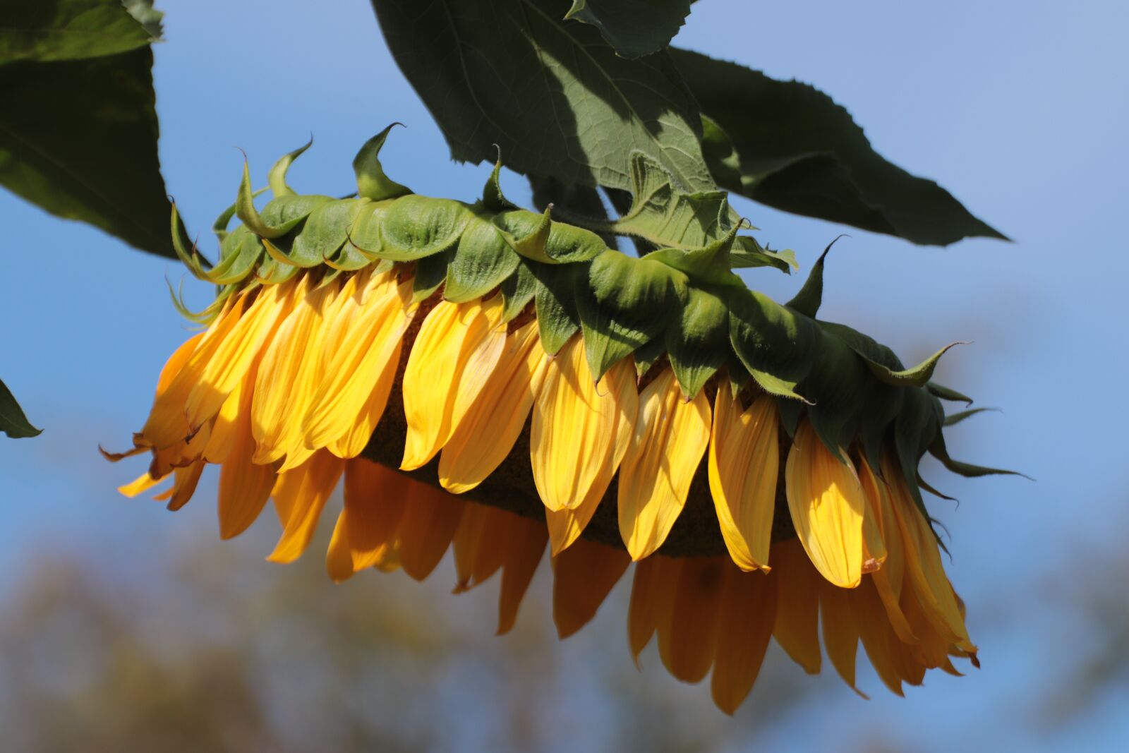 Canon EOS 77D (EOS 9000D / EOS 770D) sample photo. Sunflower, flower, summer photography