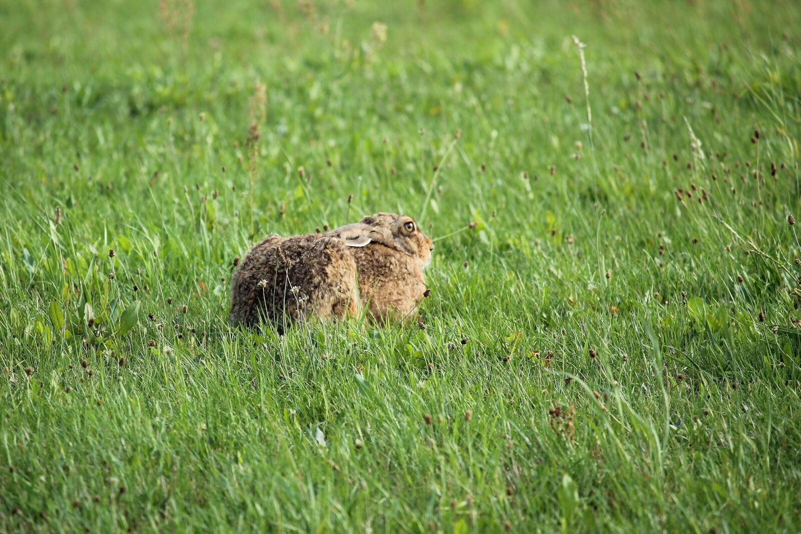 Canon EF-S 55-250mm F4-5.6 IS STM sample photo. Hare, meadow, nature photography