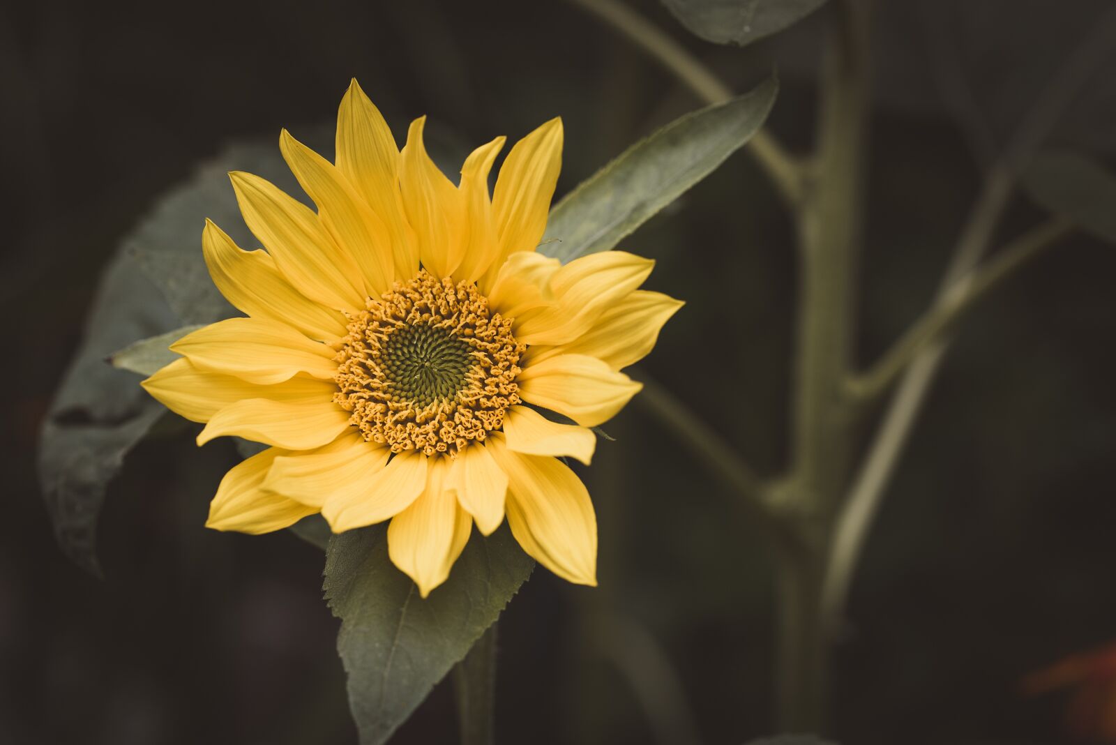 Nikon D750 sample photo. Sunflower, yellow, blossom photography