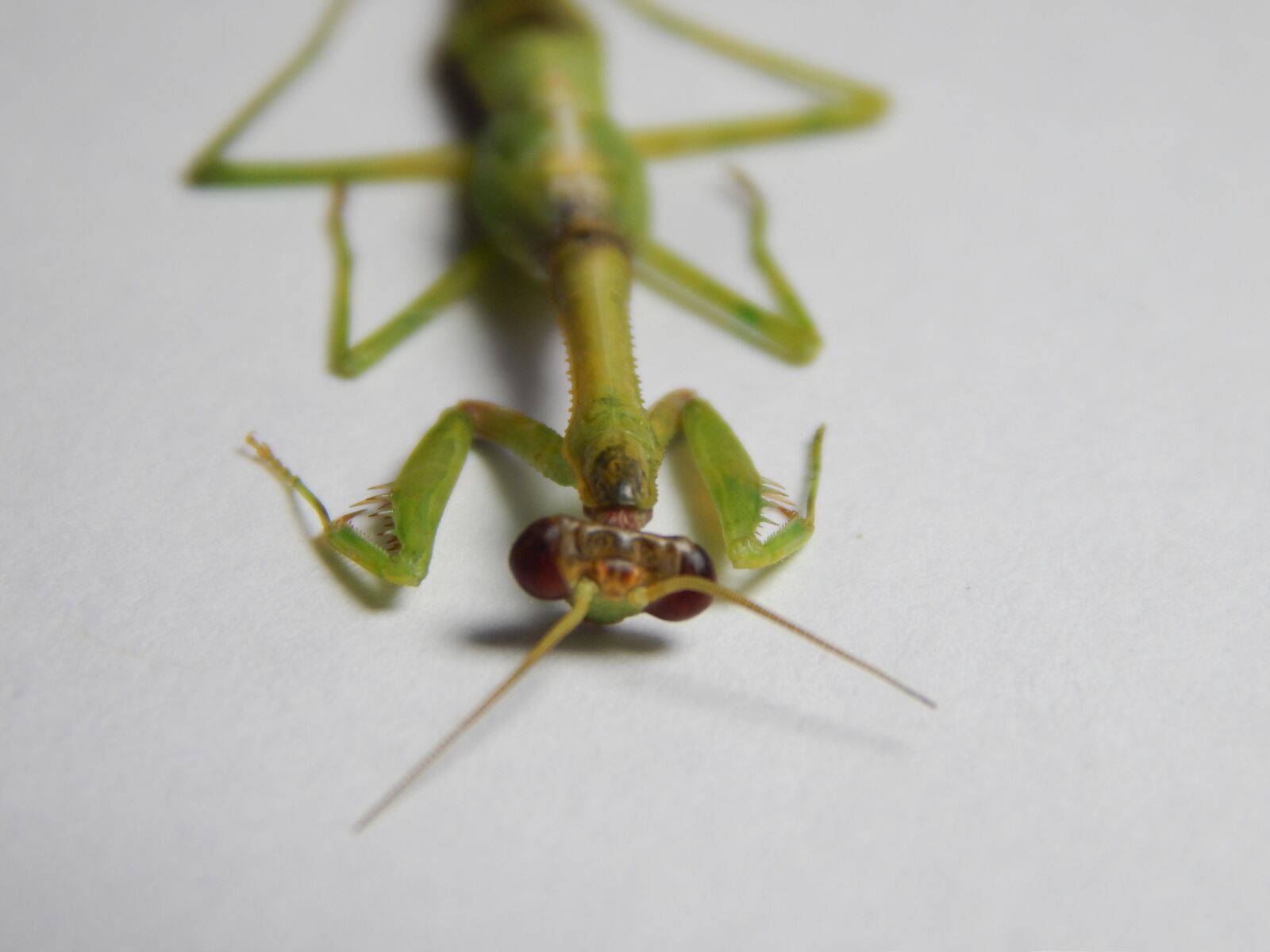 Nikon Coolpix L820 sample photo. Mantis, mantodea, insect photography