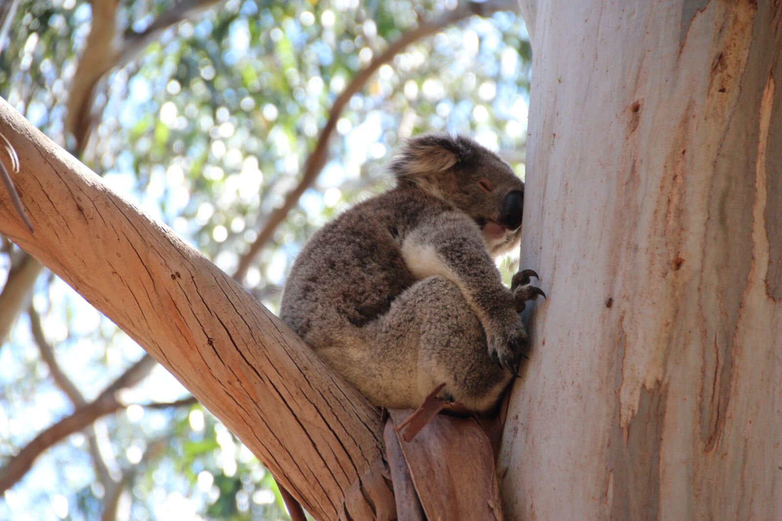 Canon EOS 600D (Rebel EOS T3i / EOS Kiss X5) sample photo. Koala, australia, cute photography