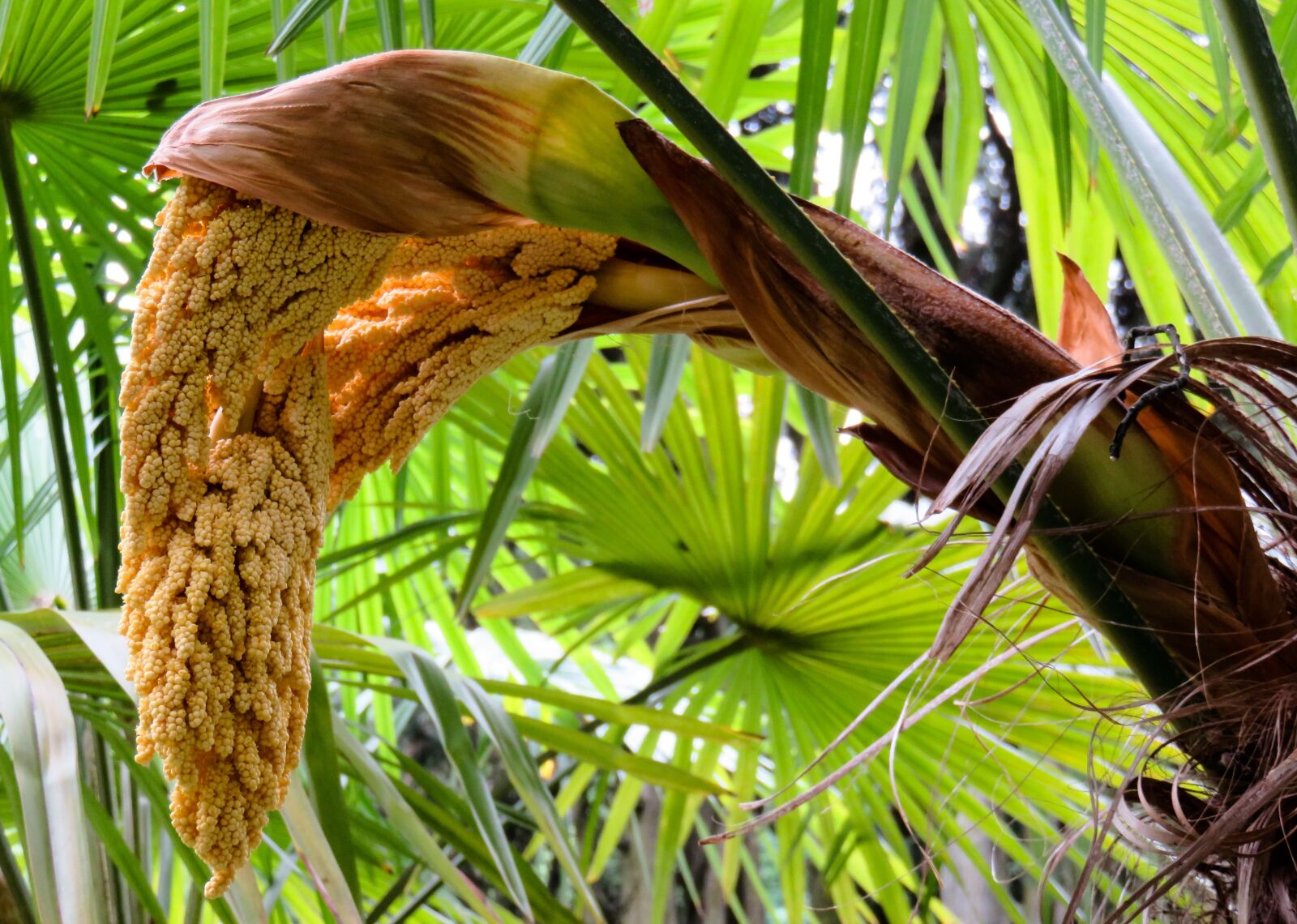 Canon PowerShot SX710 HS sample photo. Palm, palm blossom, blossom photography