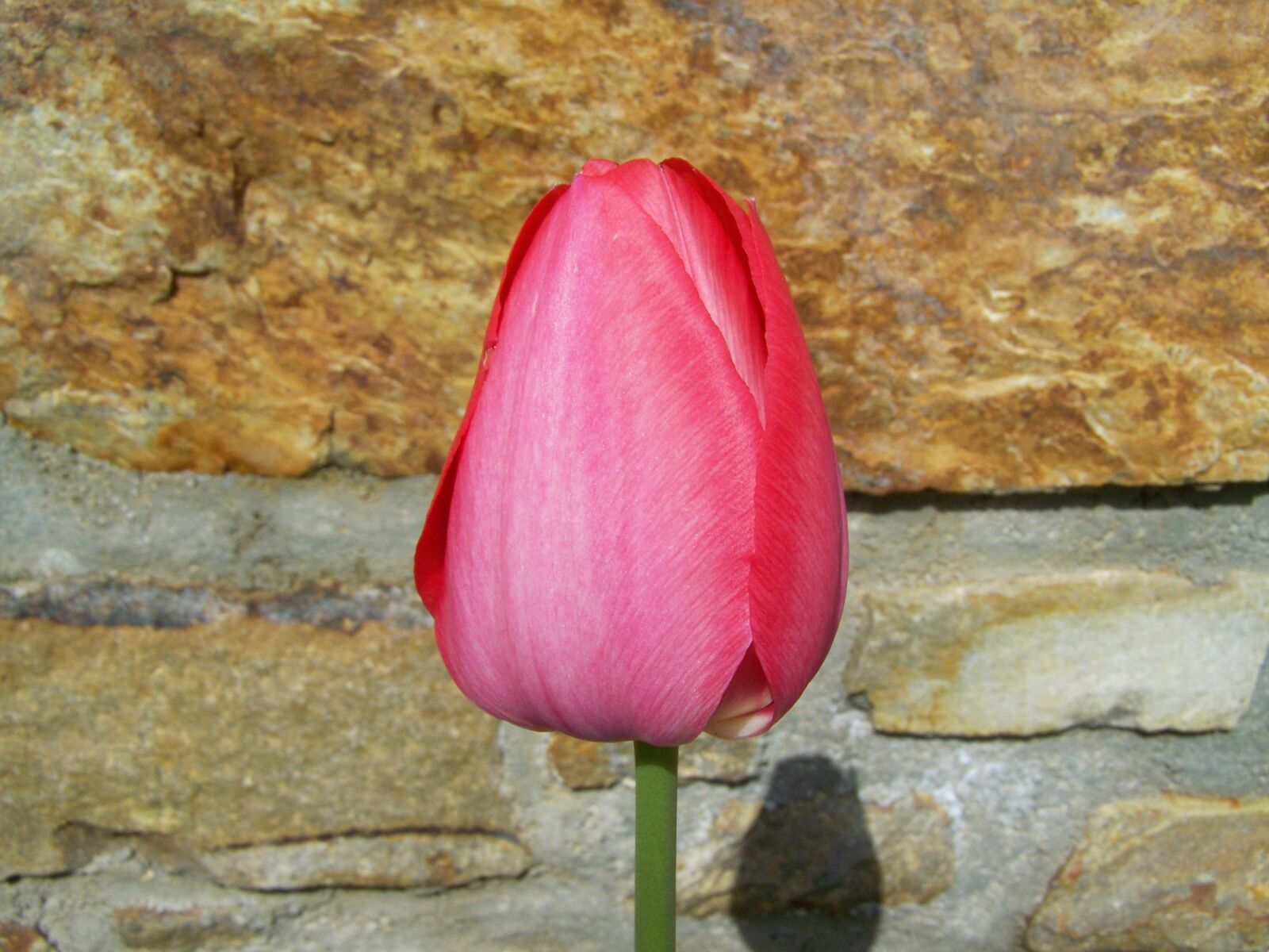 Kodak EASYSHARE ZD710 ZOOM DIGITAL CAMERA sample photo. Tulip, red, spring flower photography
