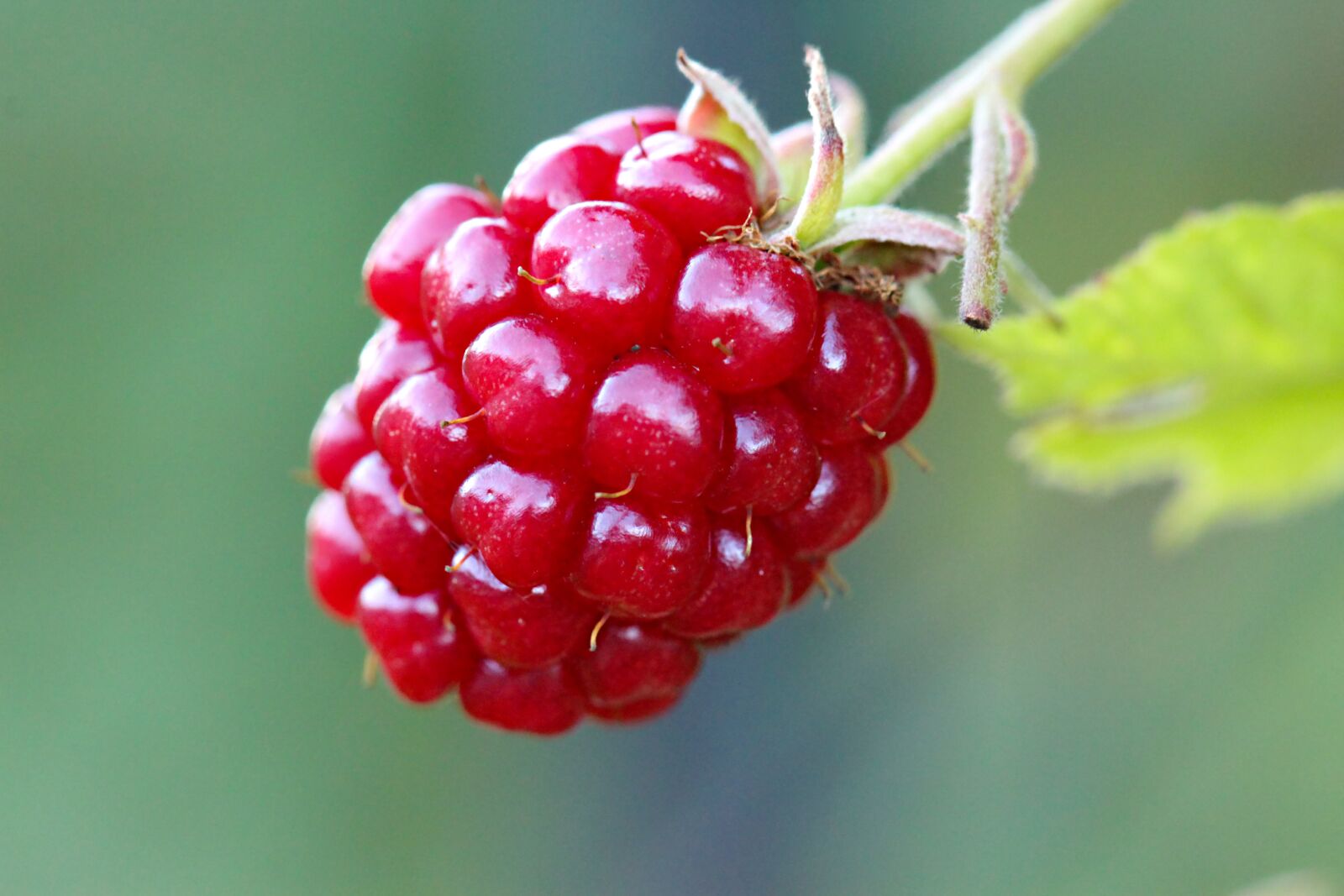 Canon EF 100mm F2.8L Macro IS USM sample photo. Blackberry, bramble, fruit photography