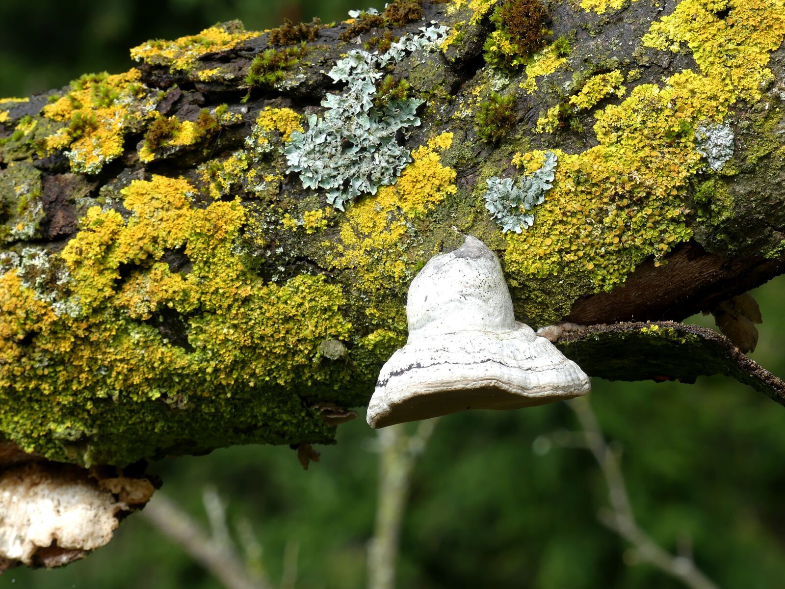 Panasonic Lumix DMC-FZ300 sample photo. Tree, nature, moss photography