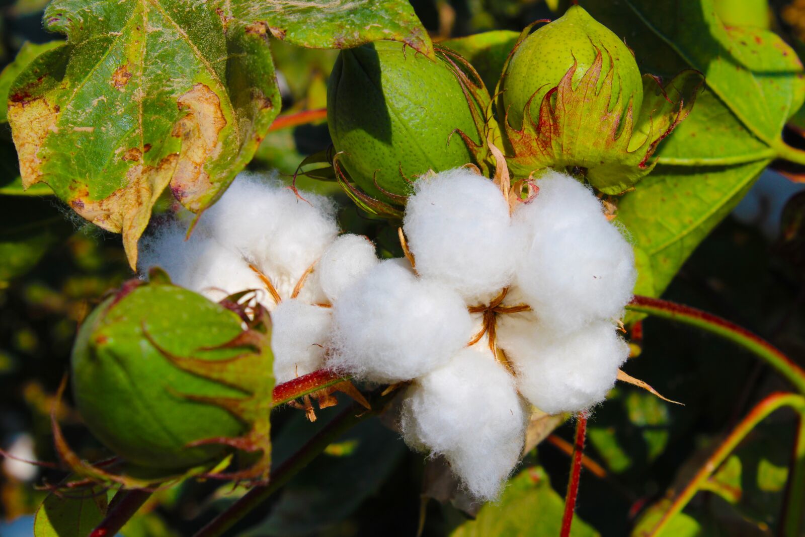 Canon EOS 700D (EOS Rebel T5i / EOS Kiss X7i) sample photo. Cotton, tajikistan, buttermilk photography