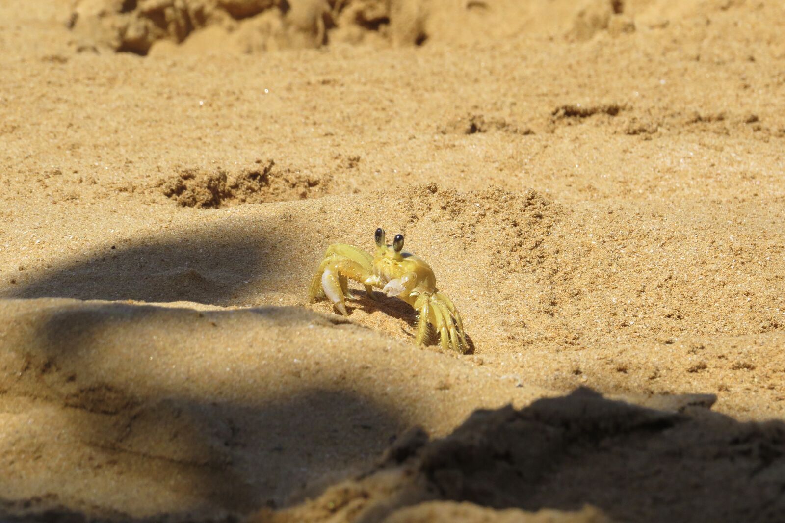 Canon PowerShot SX50 HS sample photo. Crab, tropical, sand photography