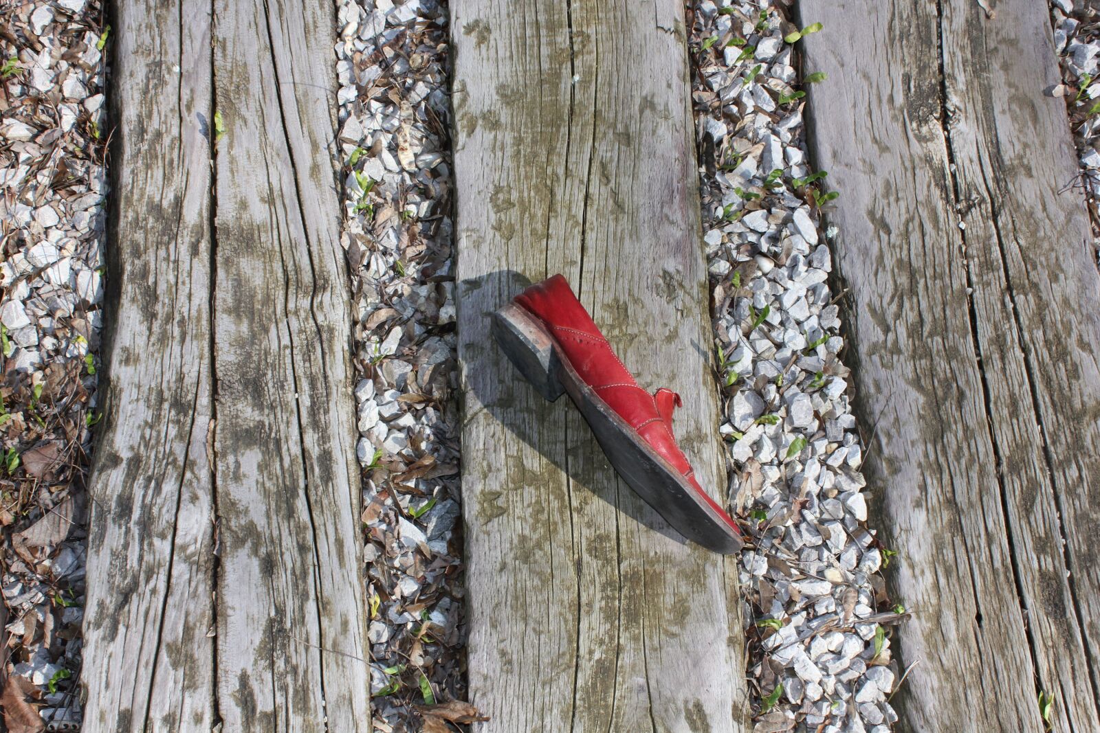 Canon EOS 550D (EOS Rebel T2i / EOS Kiss X4) sample photo. Wood, brown, nature photography
