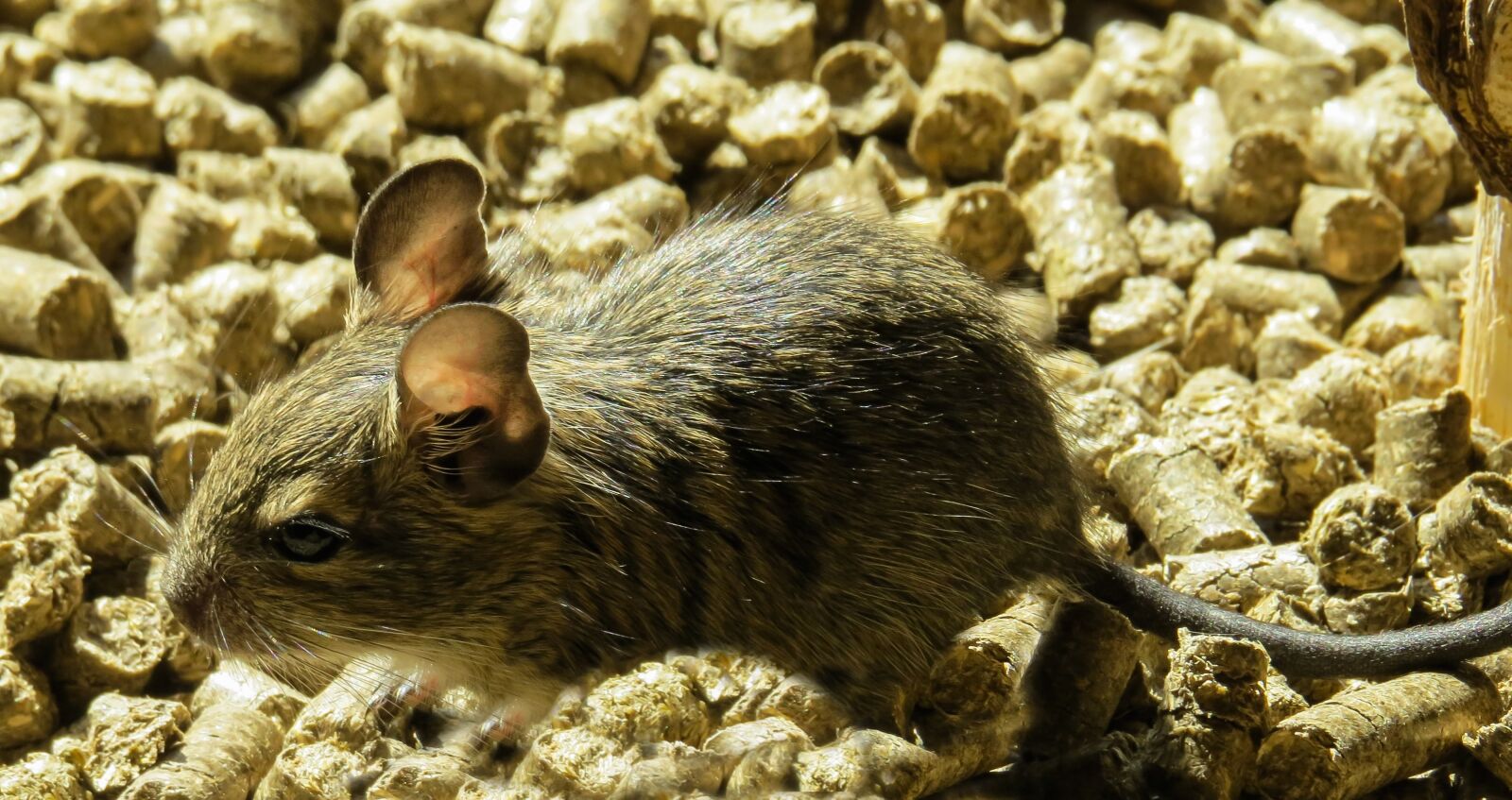 Canon PowerShot SX50 HS sample photo. Degu, rodent, wore rat photography