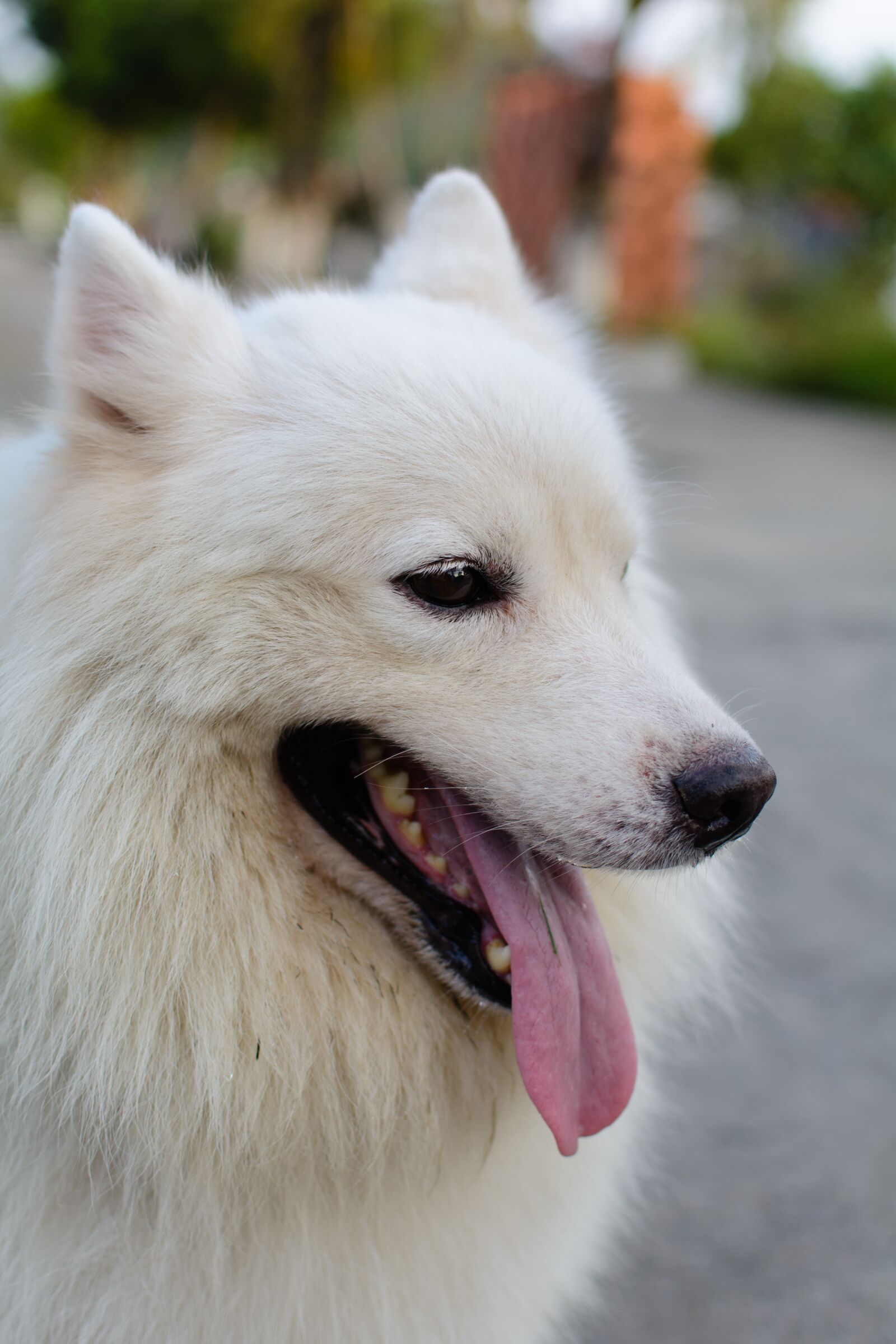 Nikon D7100 sample photo. Dog, pet, animal photography