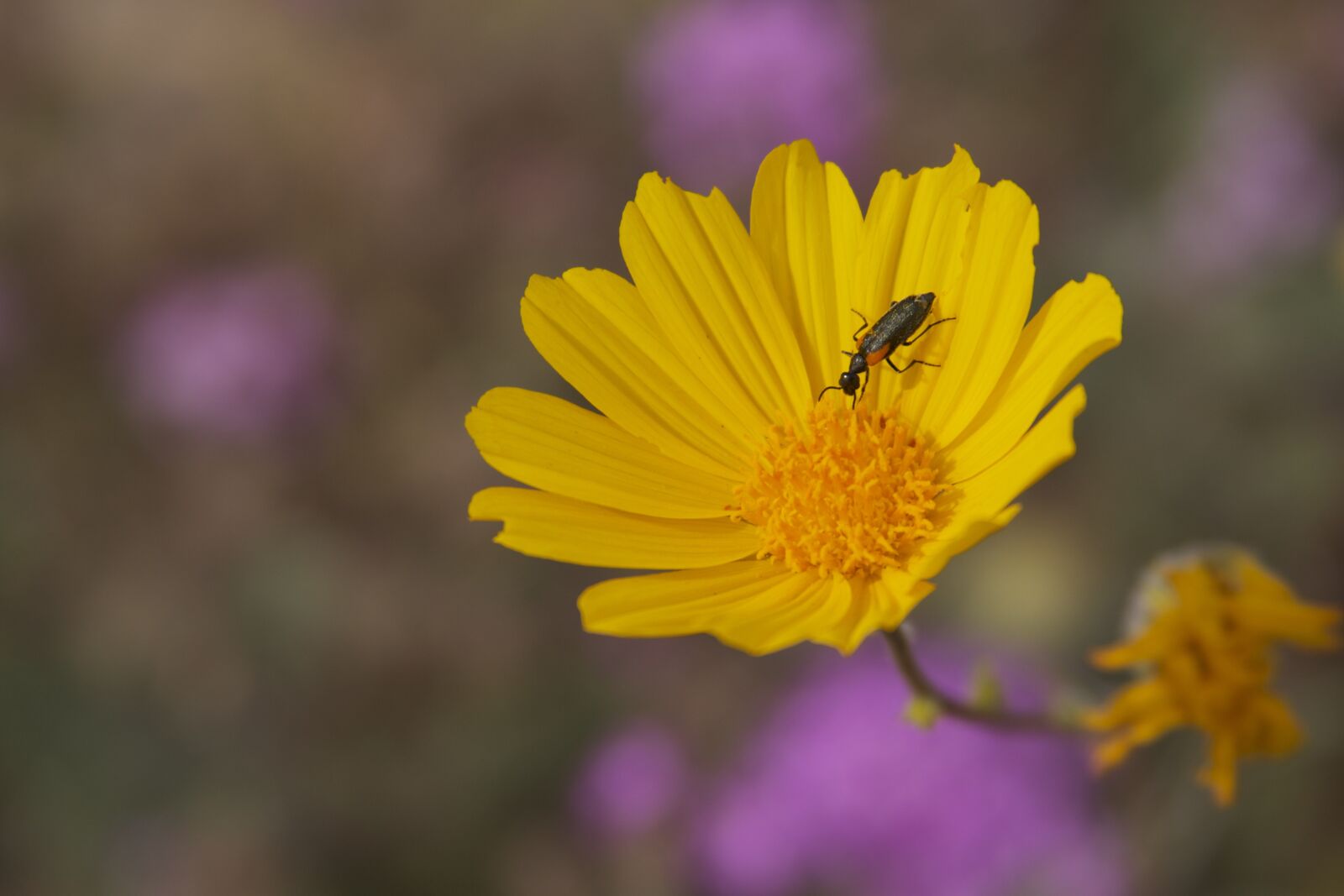 Canon EOS 50D sample photo. Flower, bug, nature photography