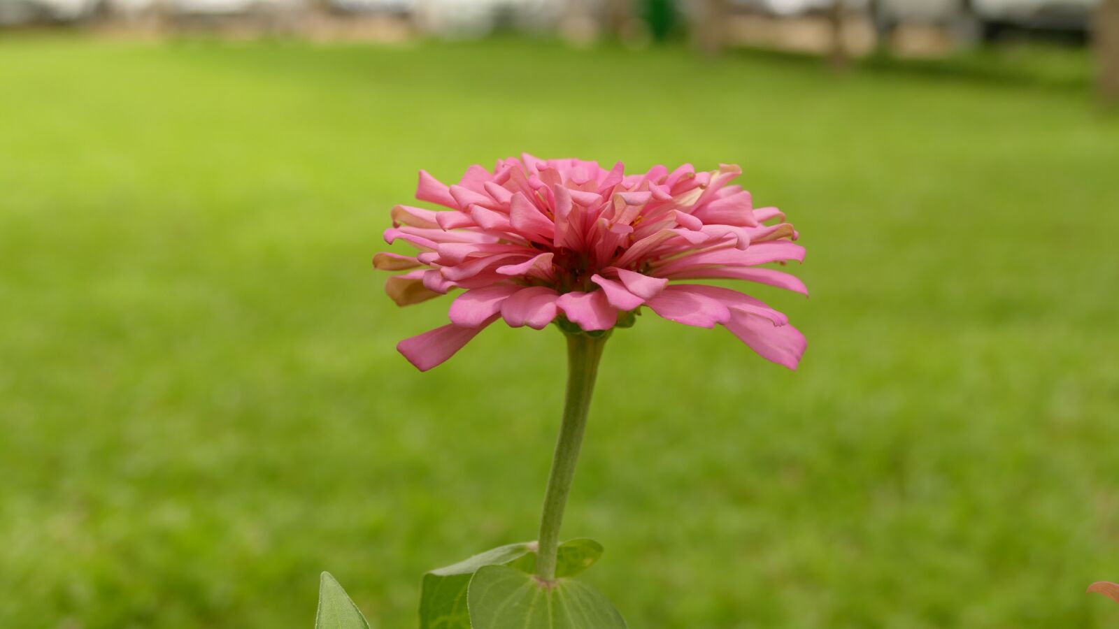 Panasonic Lumix DMC-FZ1000 sample photo. Daisy, flower, vi t photography
