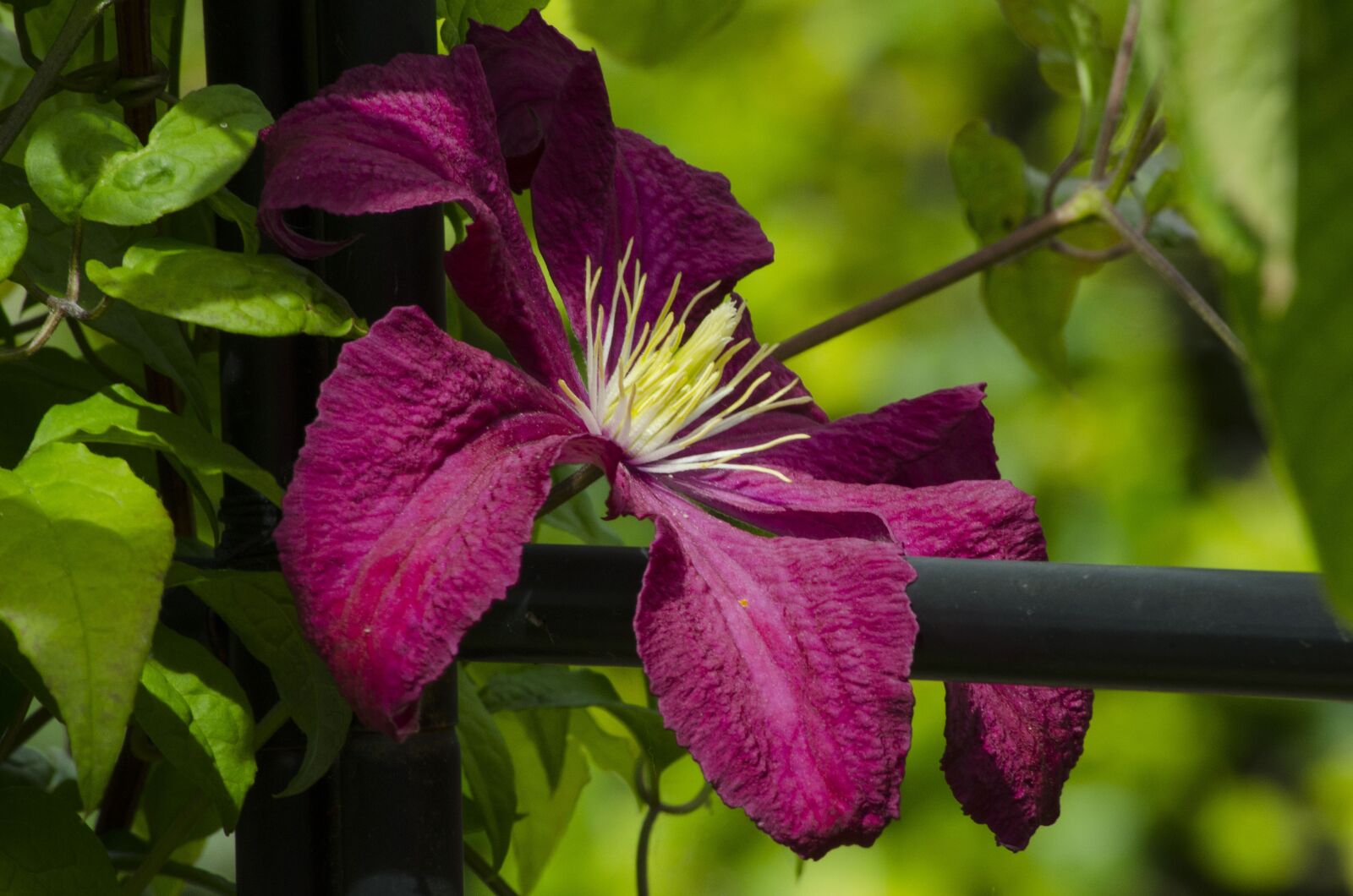 Nikon D5100 sample photo. Clematis, purple flower, garden photography