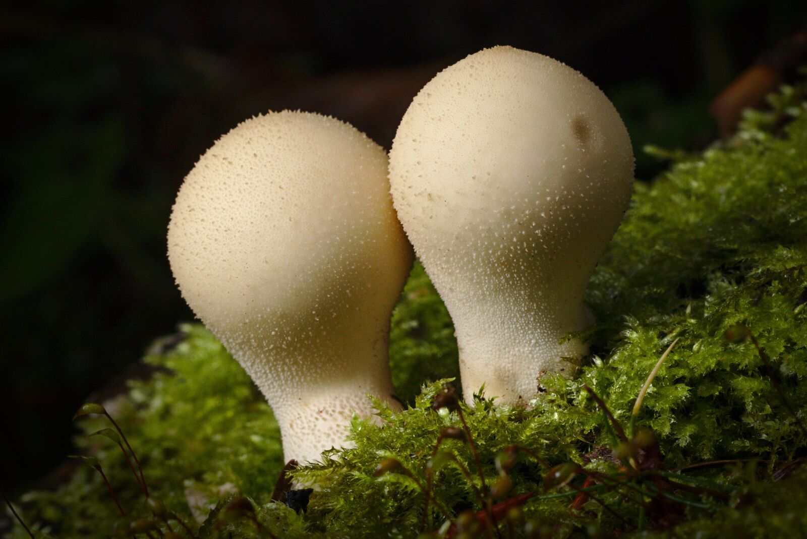 Canon EOS M5 sample photo. Mushroom, bovist, autumn photography