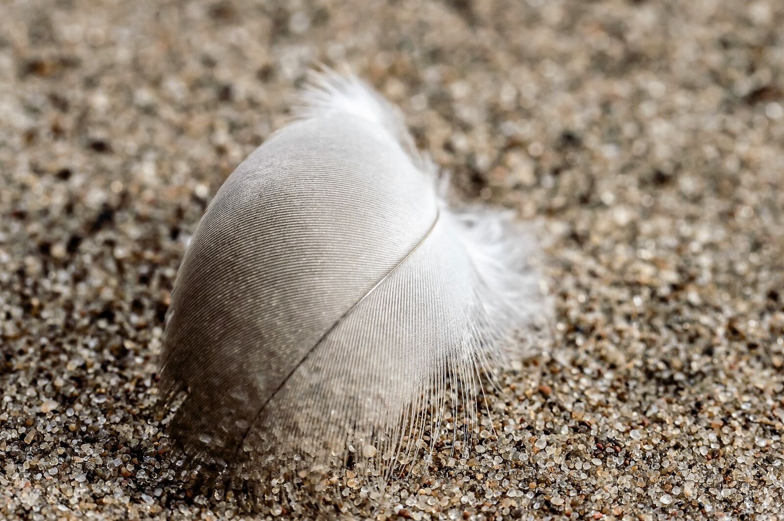 Nikon D3200 + Tamron SP AF 60mm F2 Di II LD IF Macro sample photo. Feather, white, sand photography