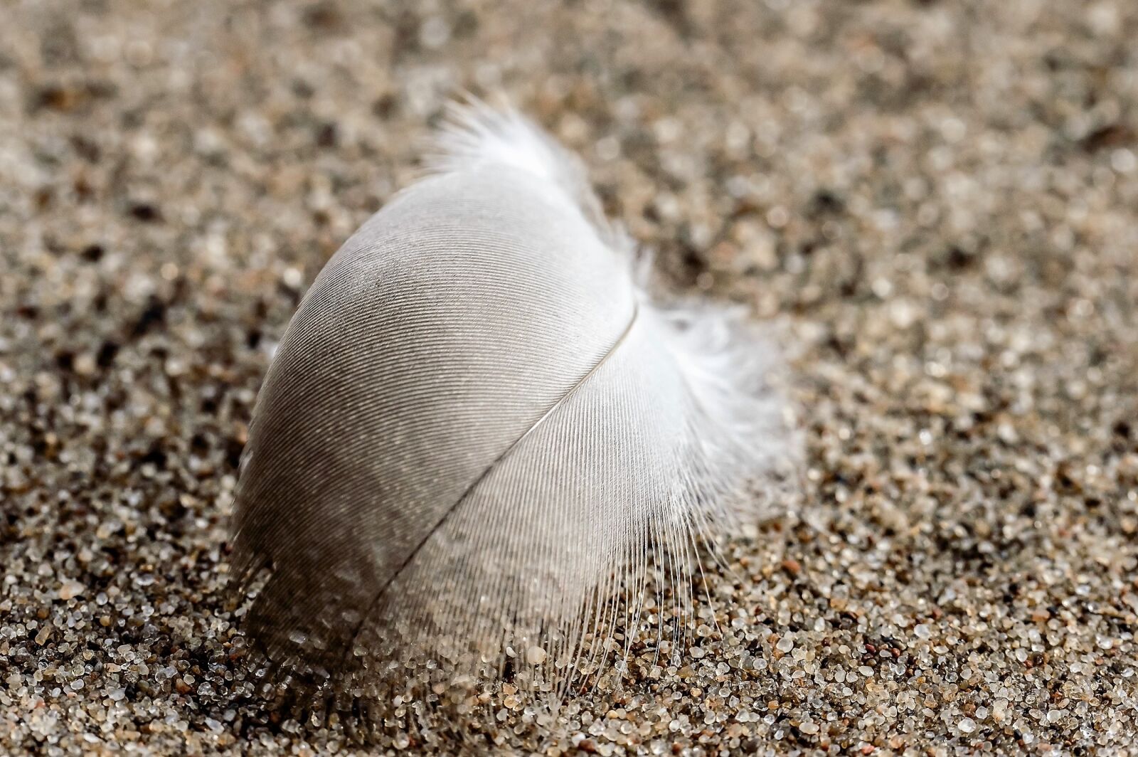 Tamron SP AF 60mm F2 Di II LD IF Macro sample photo. Feather, white, sand photography