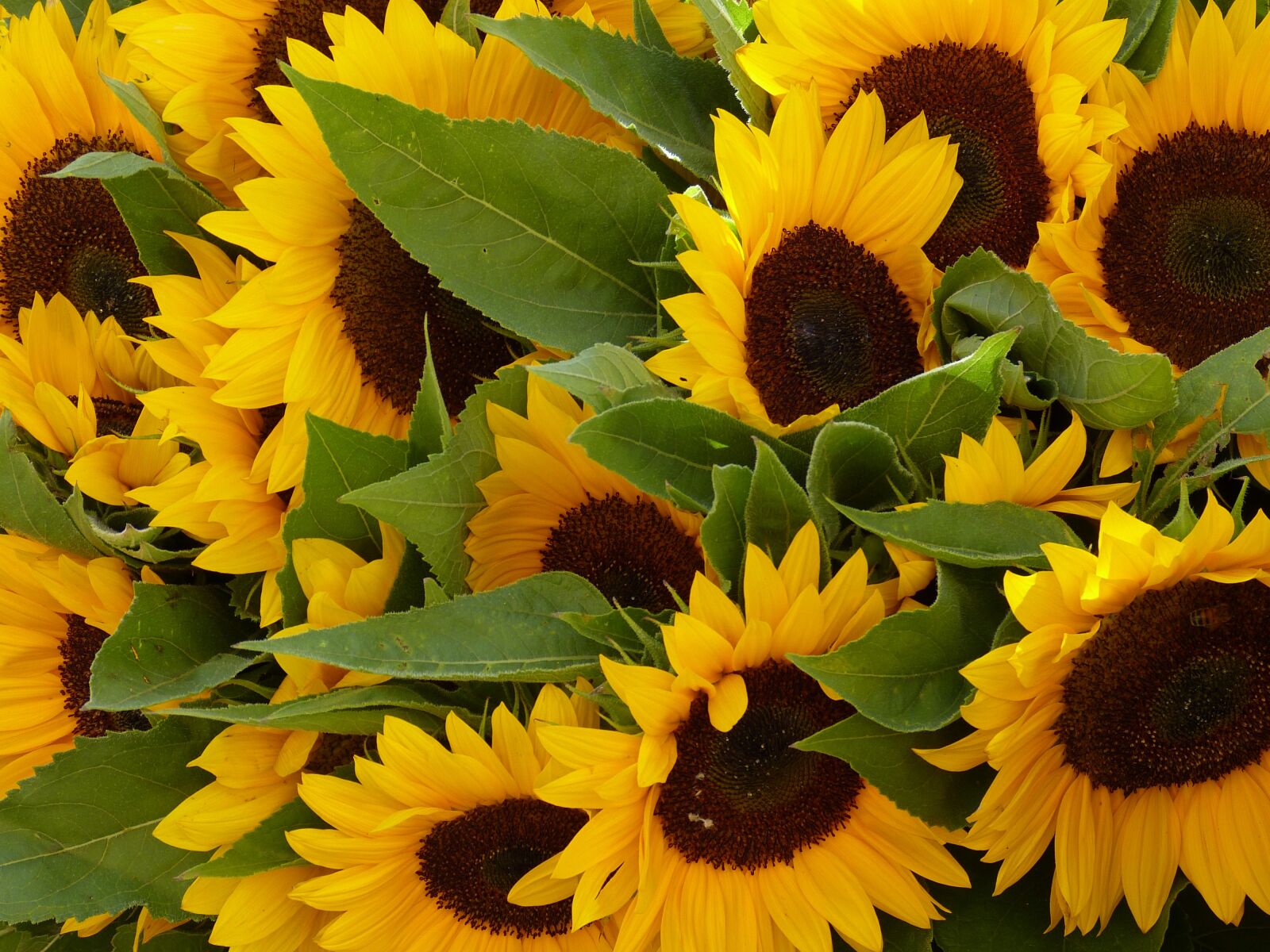Panasonic Lumix DMC-FZ150 sample photo. Sunflower, flower, plant photography