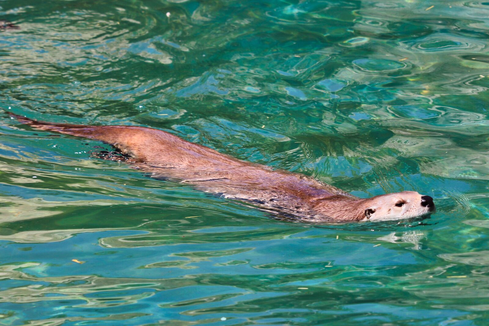 Canon EOS 200D (EOS Rebel SL2 / EOS Kiss X9) sample photo. Otter, water, animal photography
