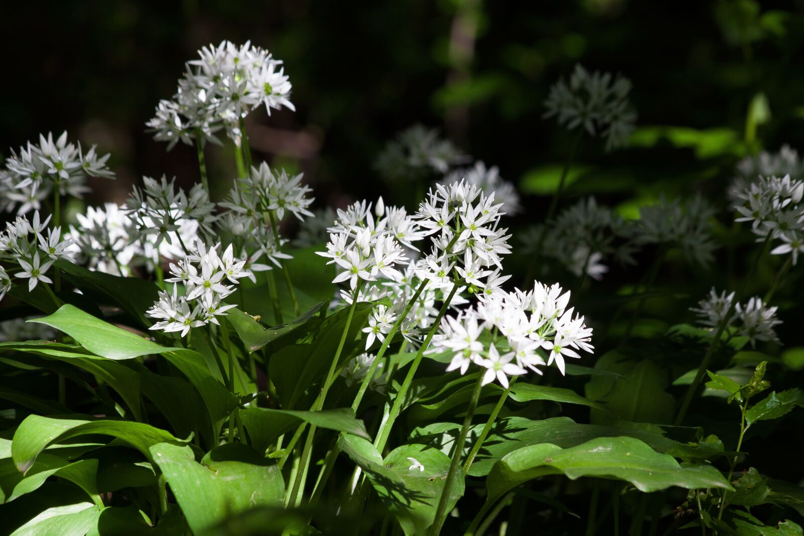 Canon EOS 50D sample photo. Bear's garlic, allium ursinum photography
