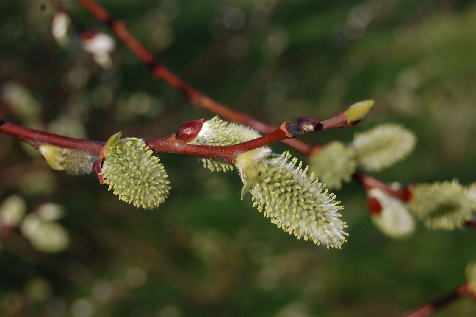 Nikon D40 sample photo. Kittens, buds, spring photography
