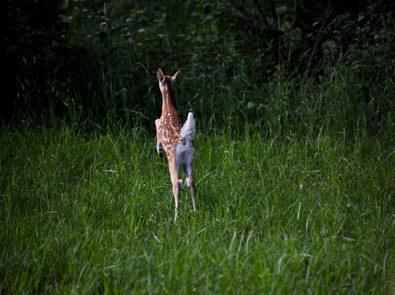 Nikon D850 sample photo. Fawn, deer, baby photography