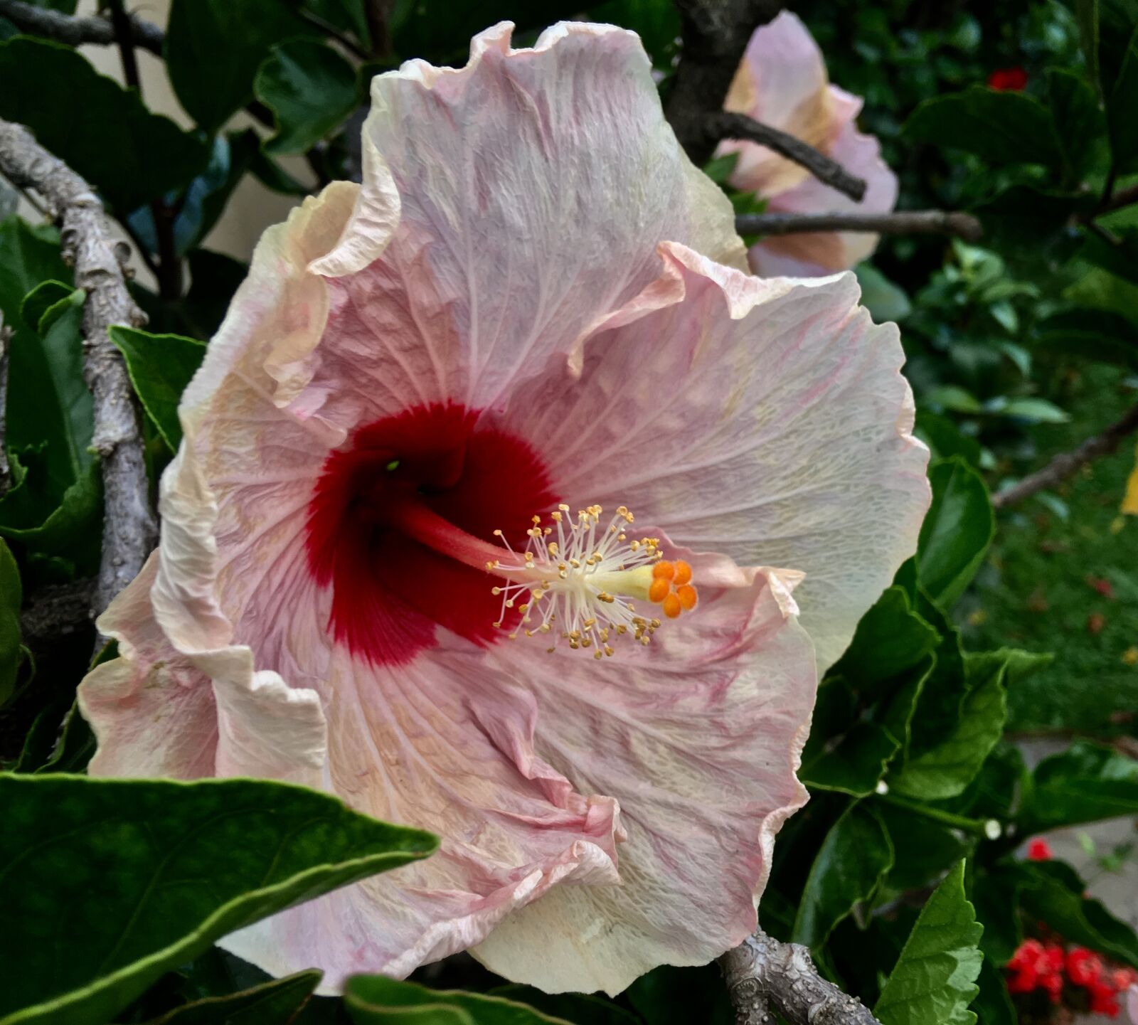 Apple iPhone 6s Plus sample photo. Ibisco, pink petals, flower photography