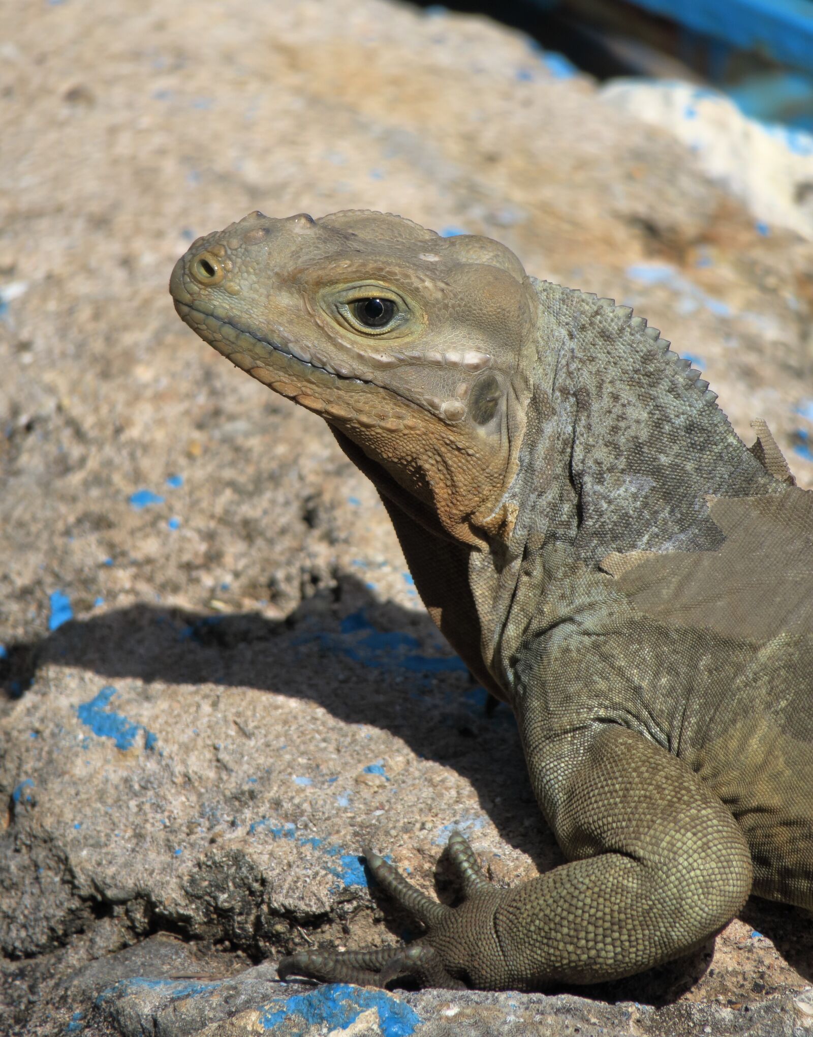 Canon PowerShot G3 X sample photo. Lizard, dragons, scale photography