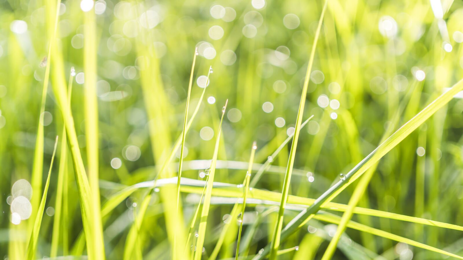 Sony a6300 + Sigma 30mm F2.8 EX DN sample photo. Grass, bokeh, morgenstimmung photography