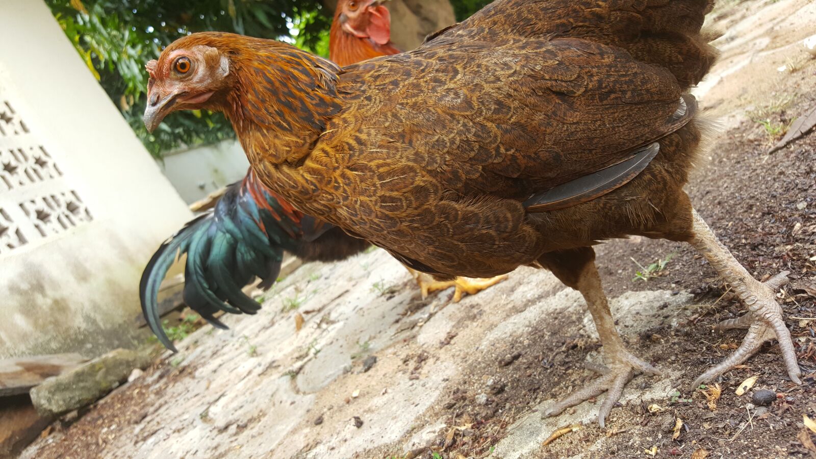 Samsung Galaxy Note5 sample photo. Chicken, rooster, fowl photography
