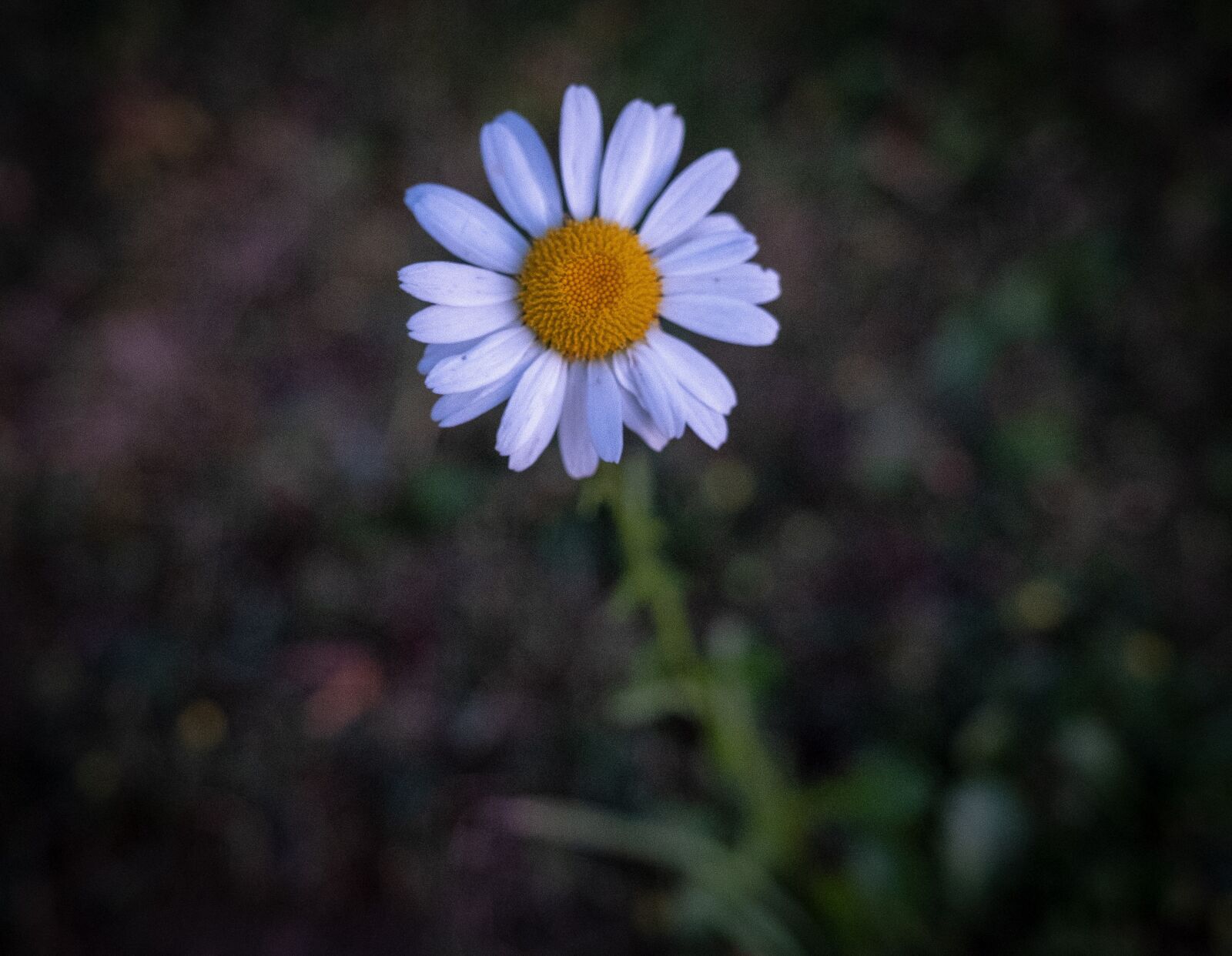 Fujifilm X-T2 sample photo. Flower, geese flower, margarite photography