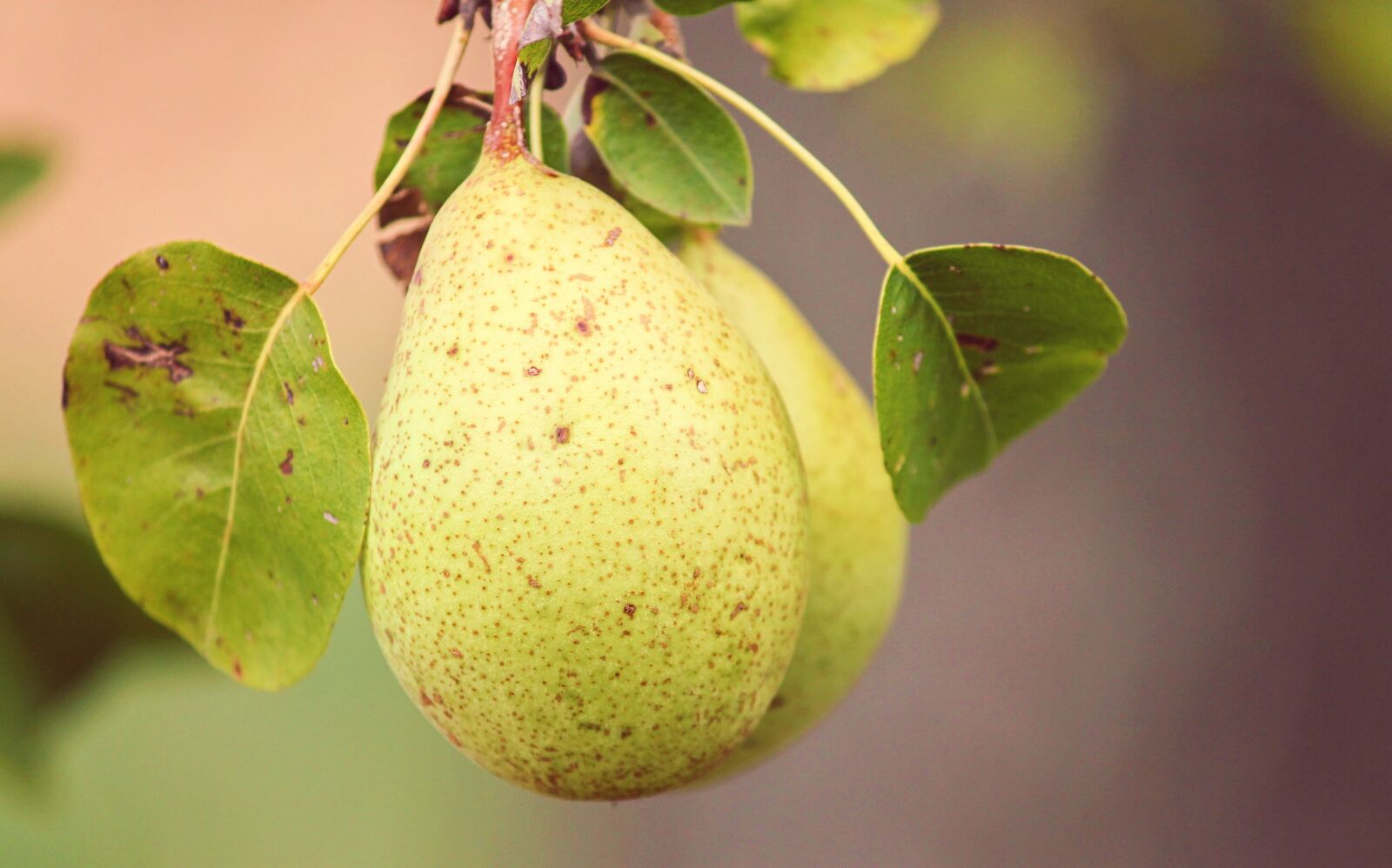 Canon EOS 1100D (EOS Rebel T3 / EOS Kiss X50) sample photo. Pear, fruit, pyrus photography