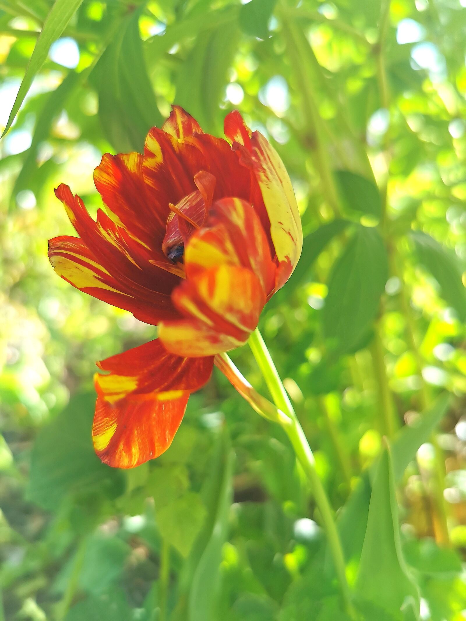 HUAWEI P30 Pro sample photo. Nature, flowers, spring photography